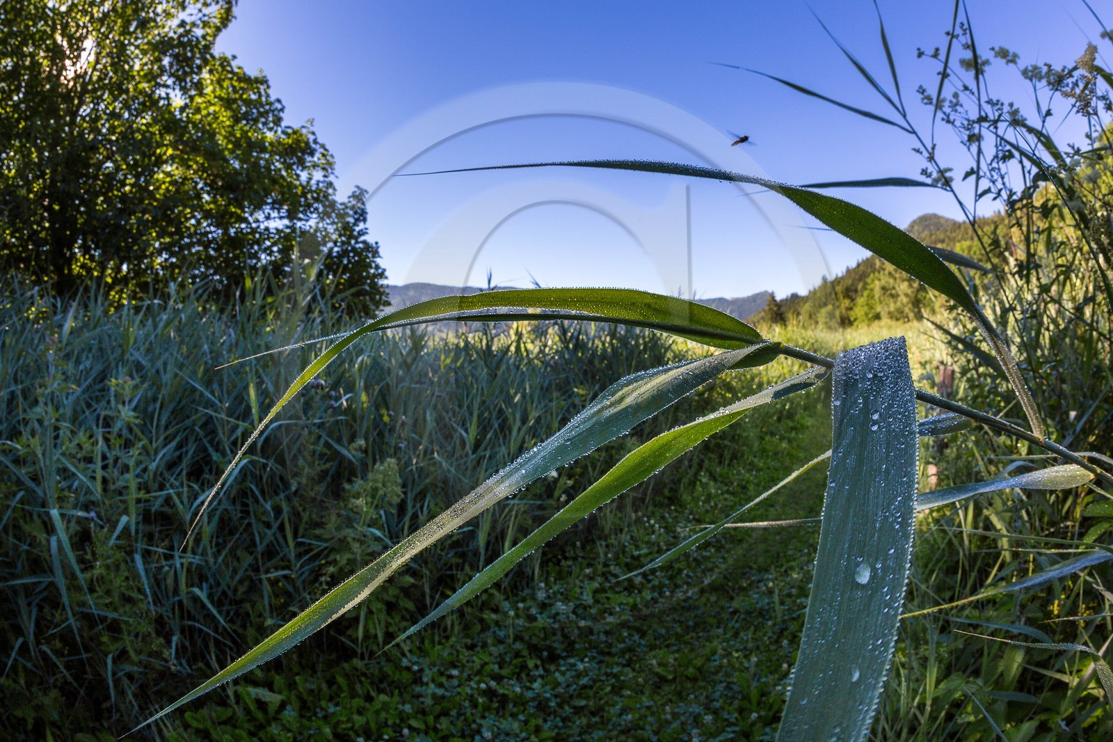 ENS de l'Isère, Marais des Sagnes