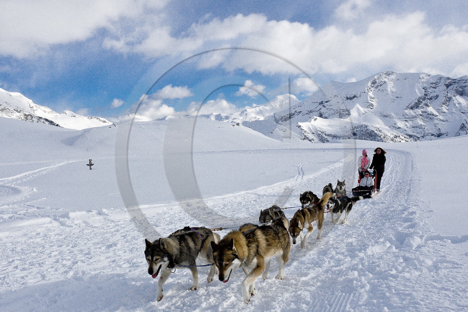 Chiens d'attelage Chiens d'attelage