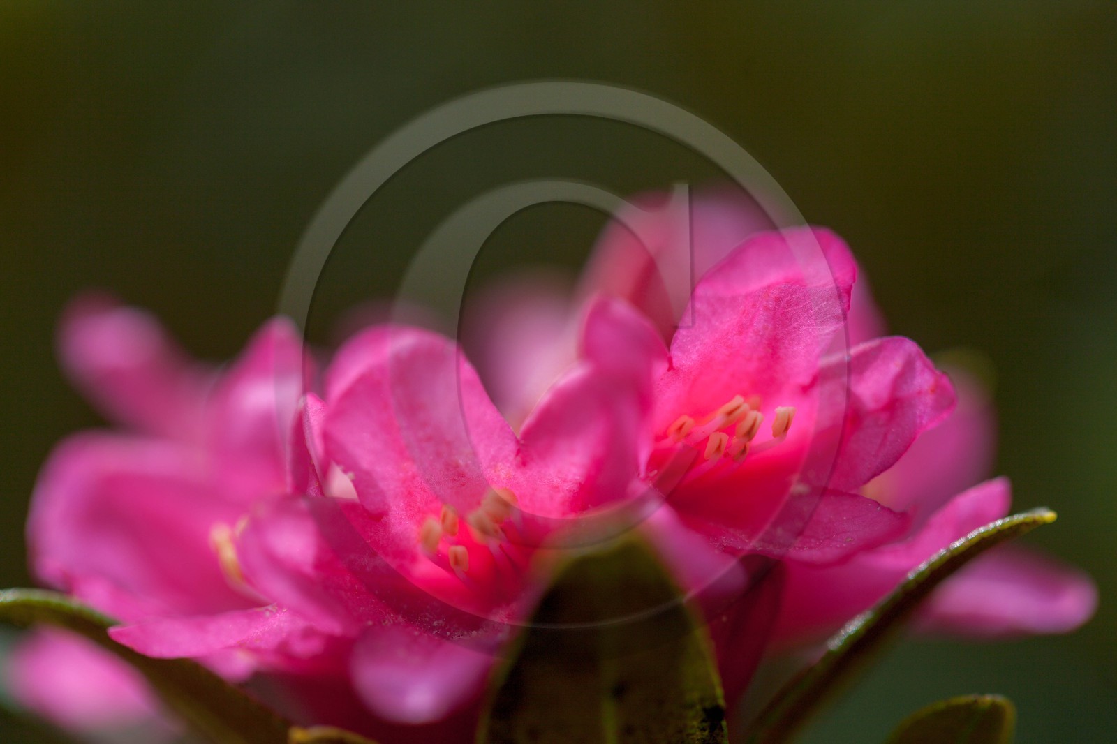 Rhododendron ferrugineux, Laurier rose des Alpes, Rhododendron ferrugineum