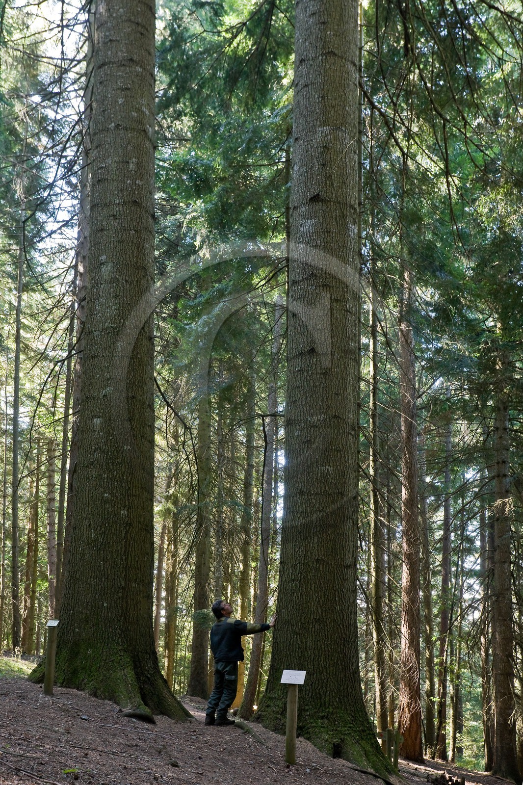 Parc national des Cévennes, forêt du Mont Aigoual, Les 2 géants de la Foux, Sapin de Vancouver, Abies Grandis Parc national des Cévennes, forêt du Mont Aigoual, Les 2 géants de la Foux, Sapin de Vancouver, Abies Grandis