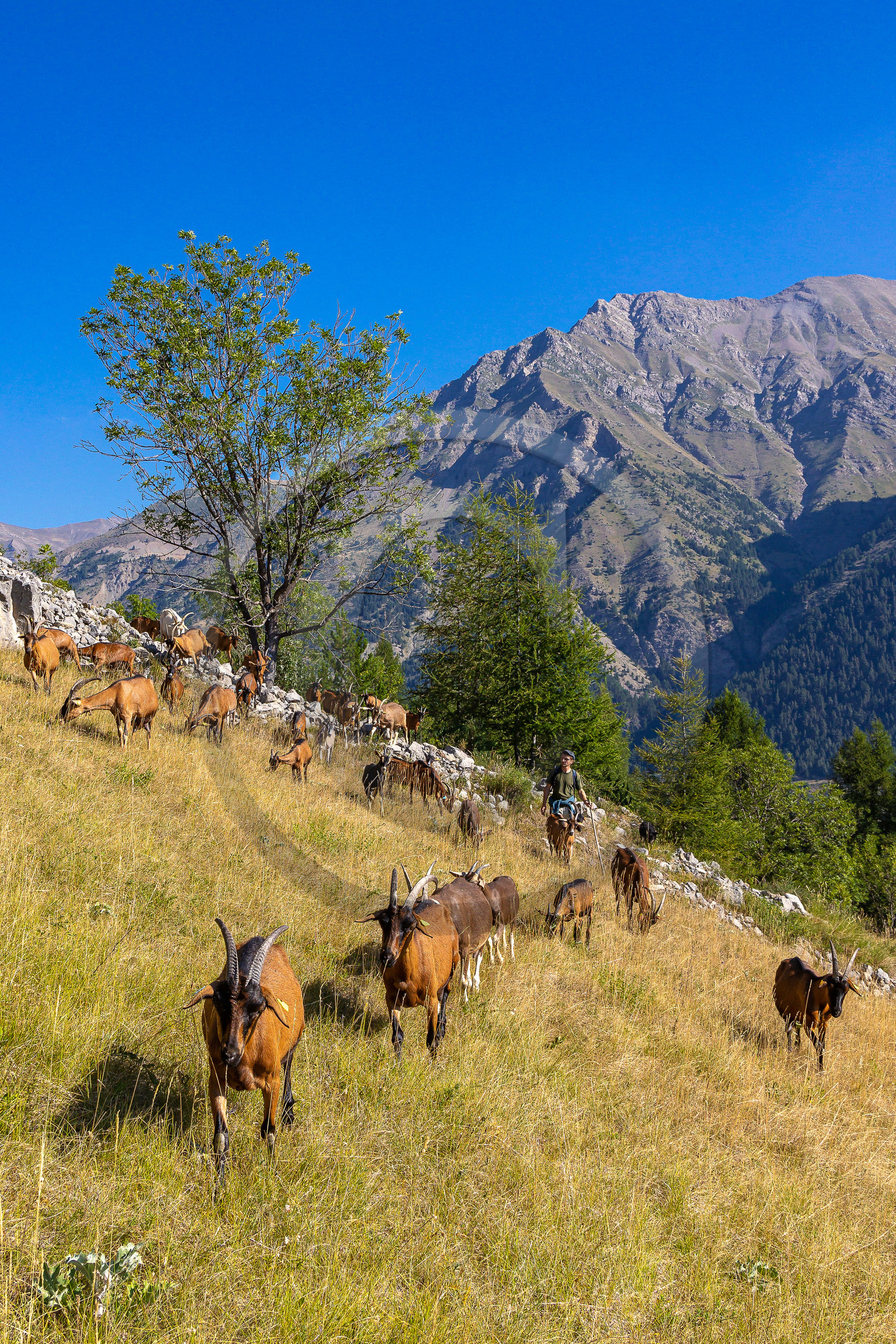 Ferme du Bayle Ferme du Bayle