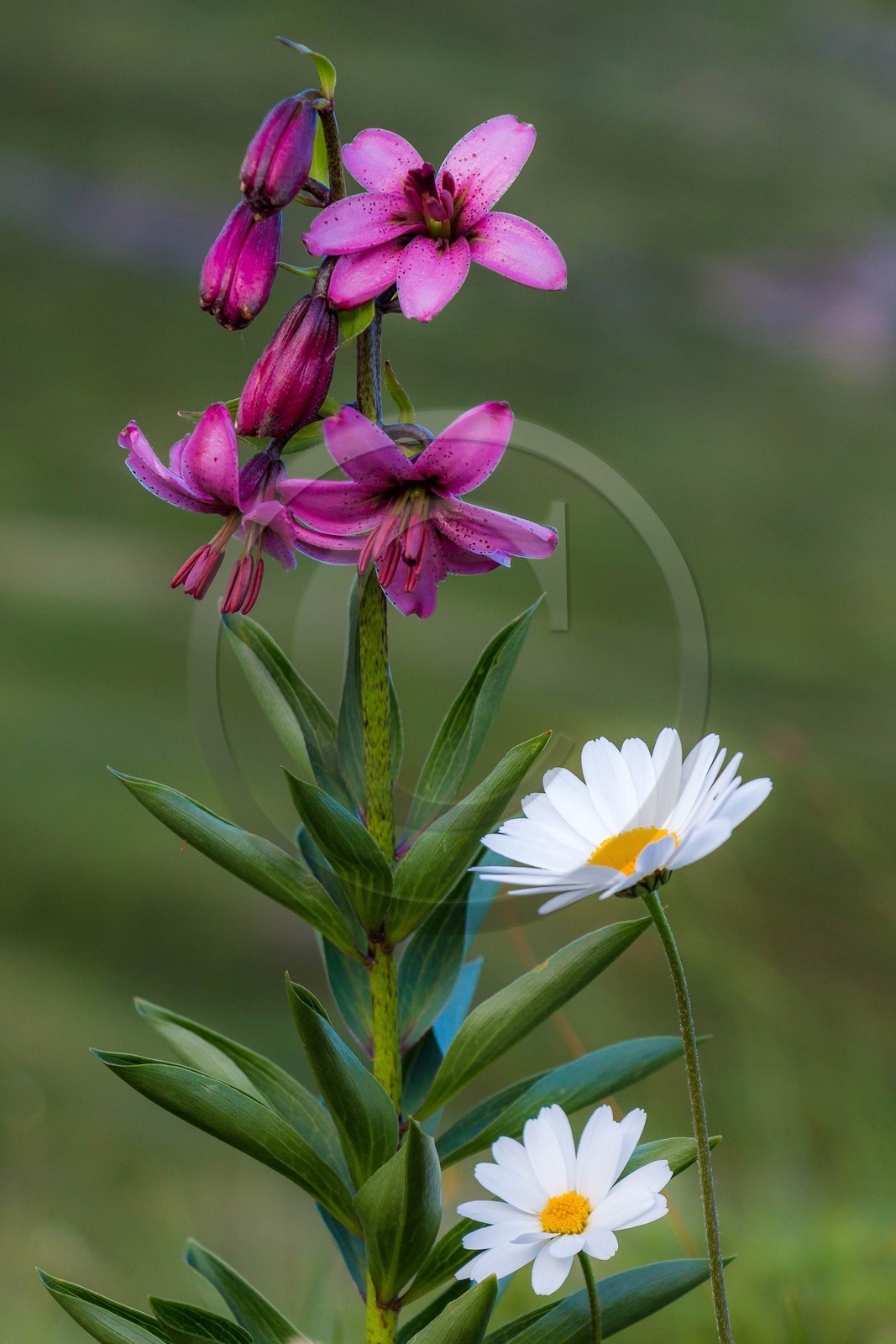 Lis martagon, Lilium martagon Lis martagon, Lilium martagon