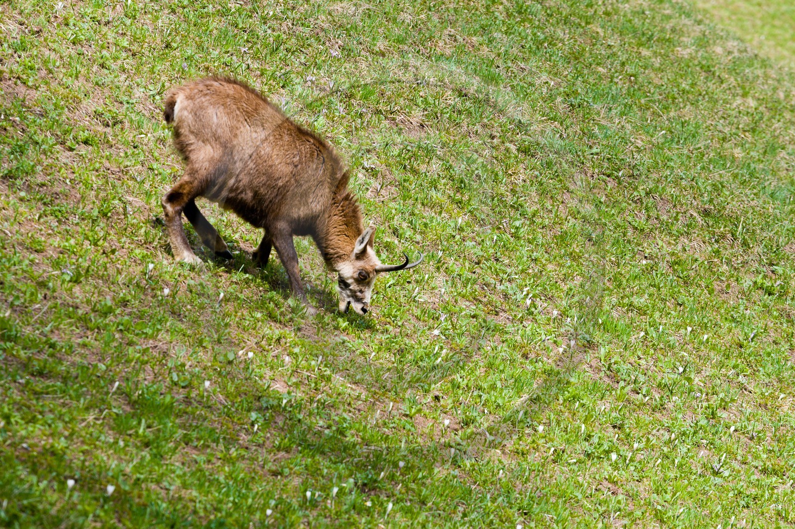 Chamois, Rupicapra rupicapra