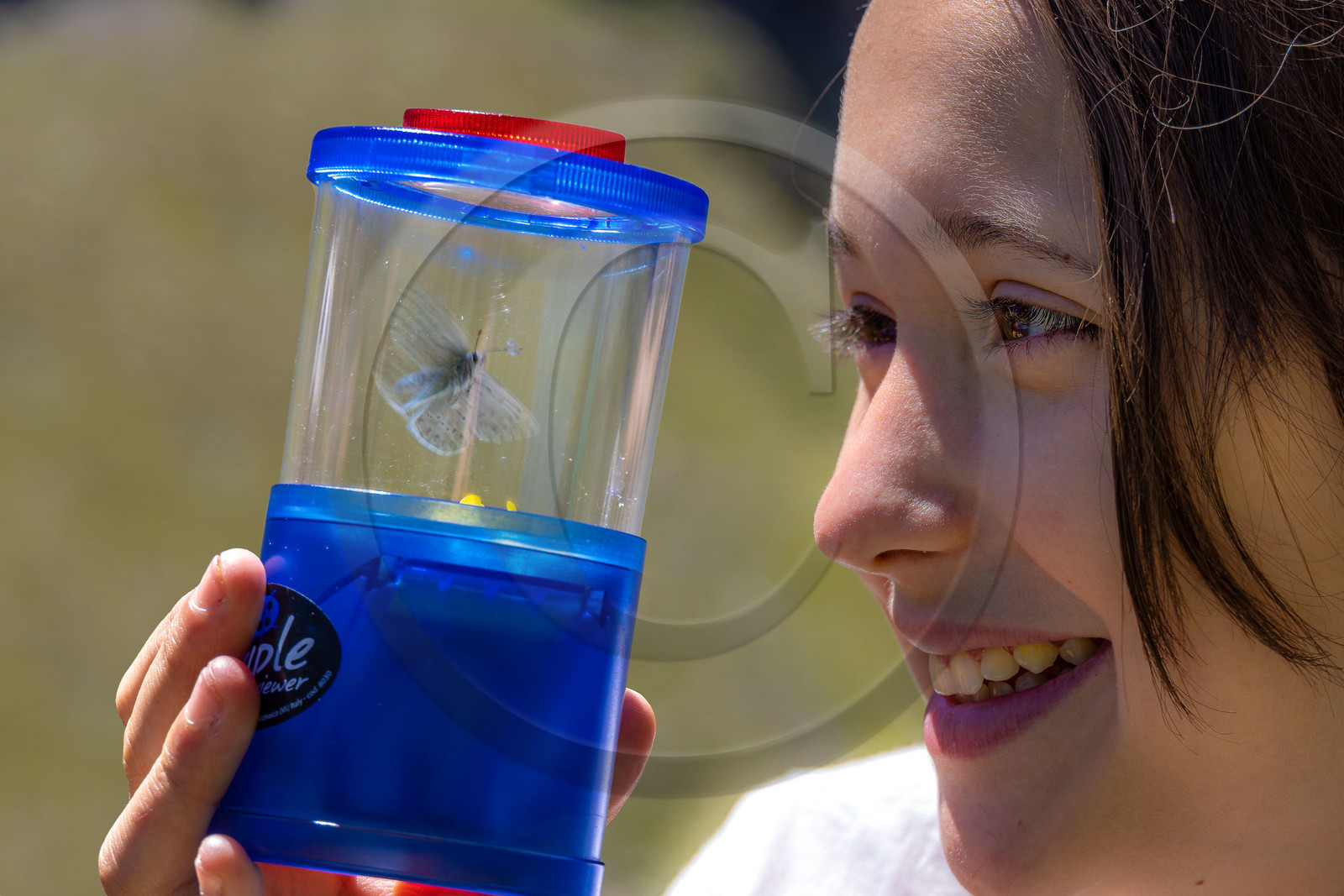 Observation de papillon Observation de papillon