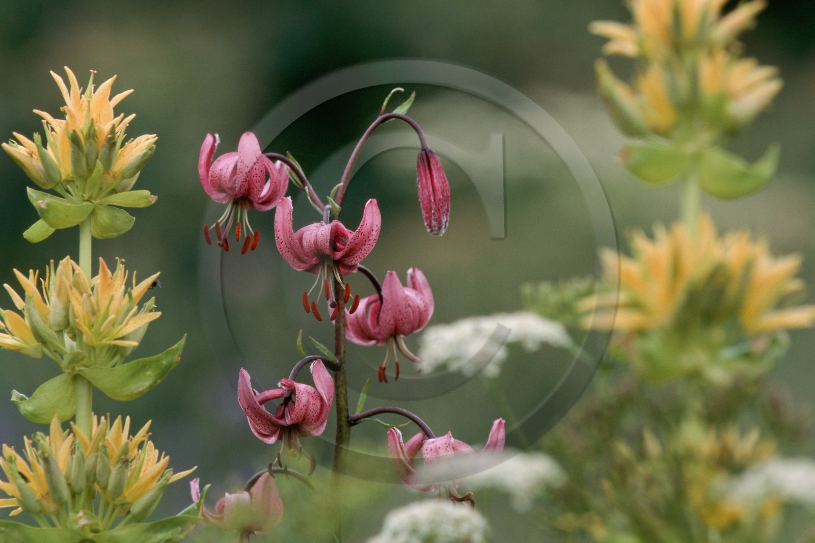Lis martagon, Lilium martagon