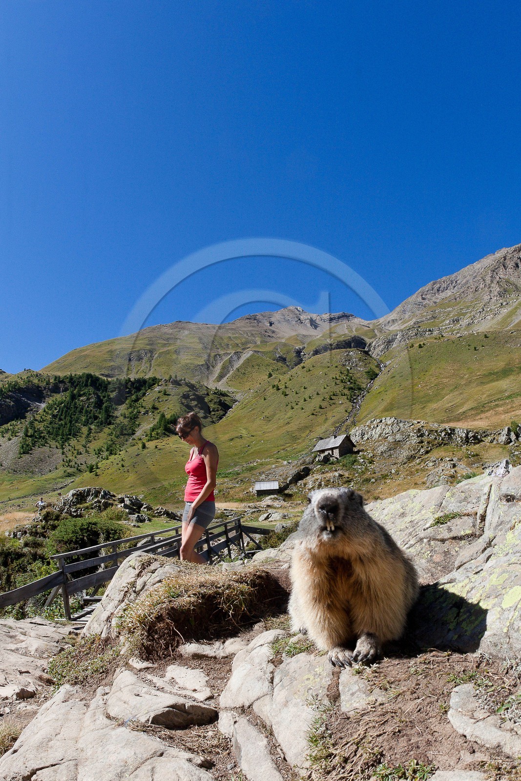 Randonnée vers le Saut du Laire, marmotte