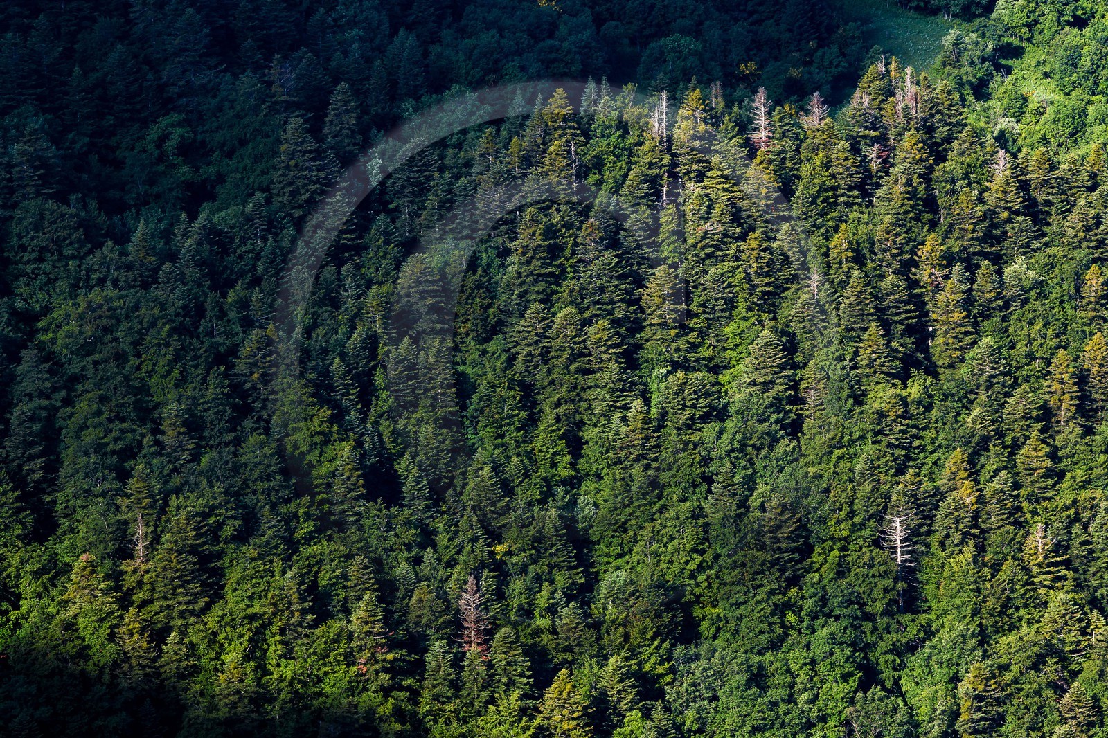 Bois du Chapitre, forêt domaniale de Gap-Chaudun Bois du Chapitre, forêt domaniale de Gap-Chaudun