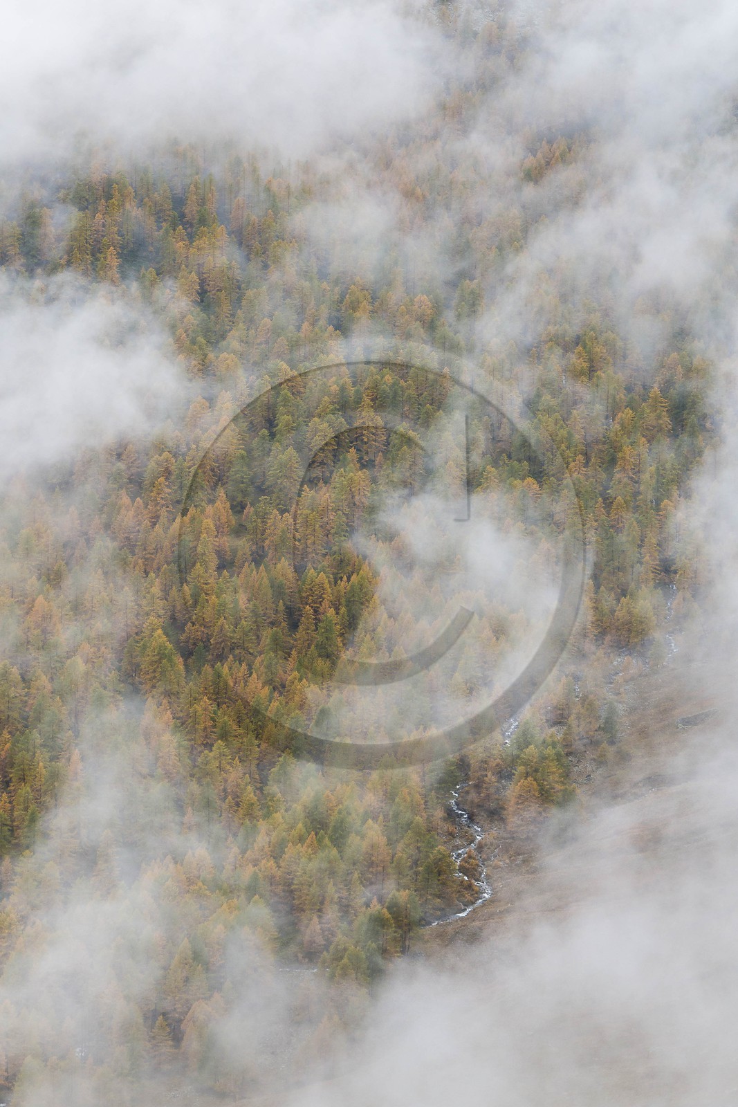 Vallée de la Tinée, mélezein