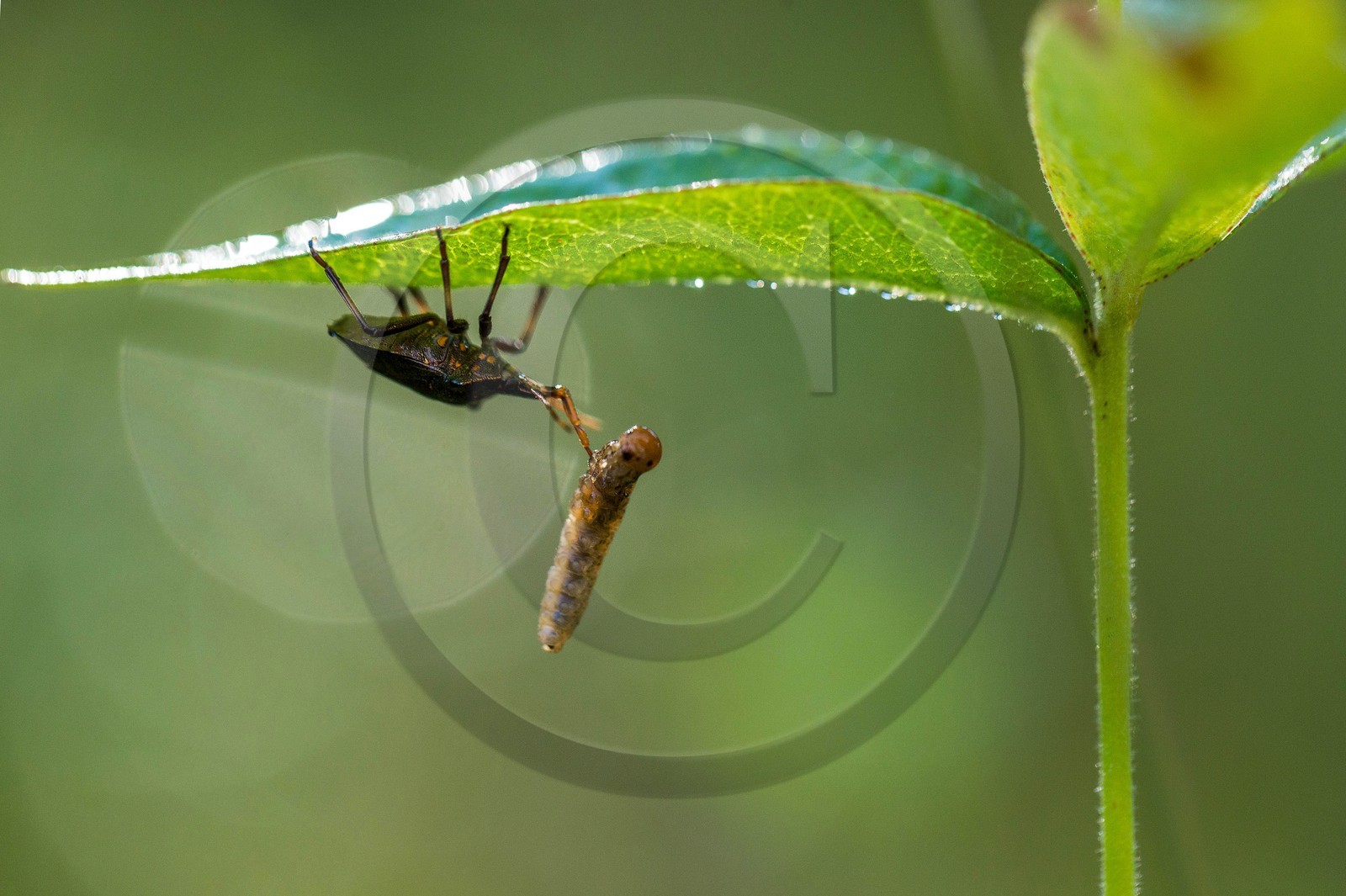ENS de l'Isère,Tourbières du Peuil