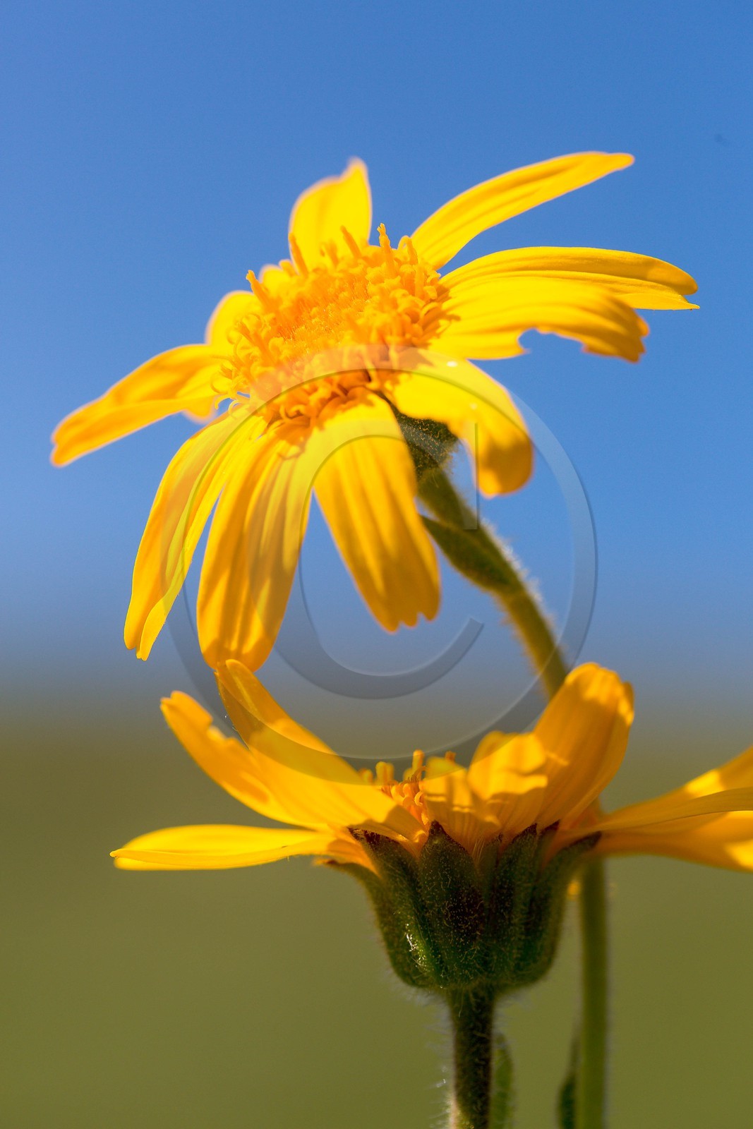 Arnica des montagnes, Arnica montana