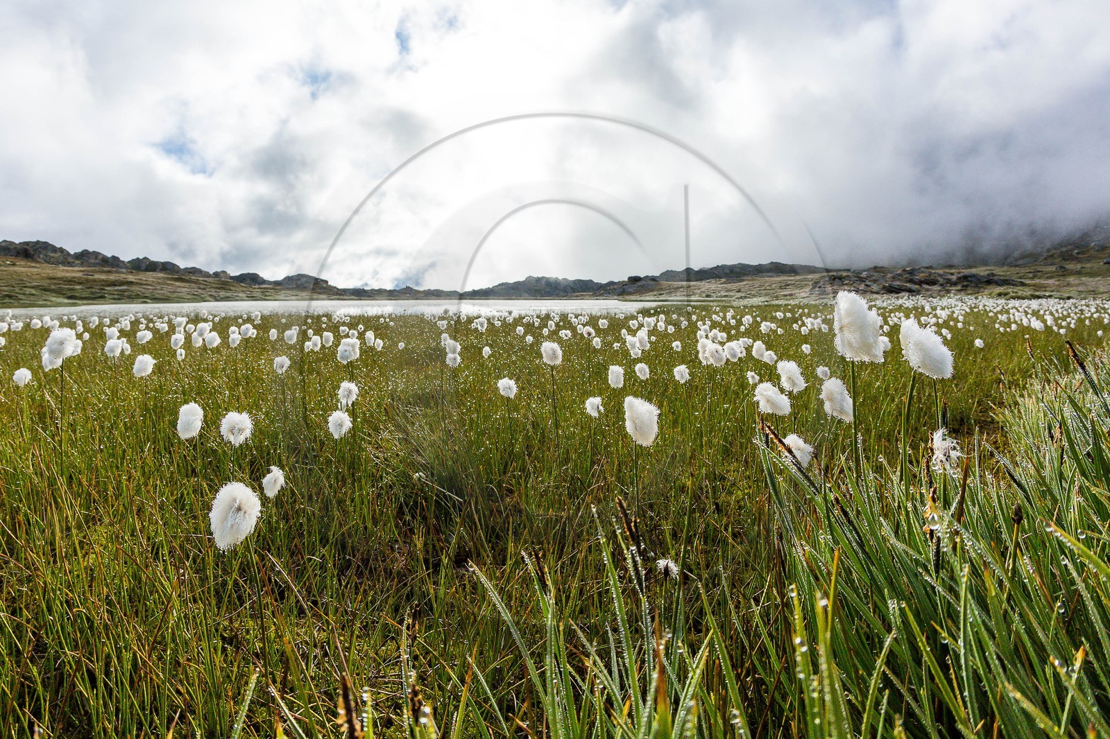 col du Longet, linaigrettes au Lac du Longet col du Longet, linaigrettes au Lac du Longet