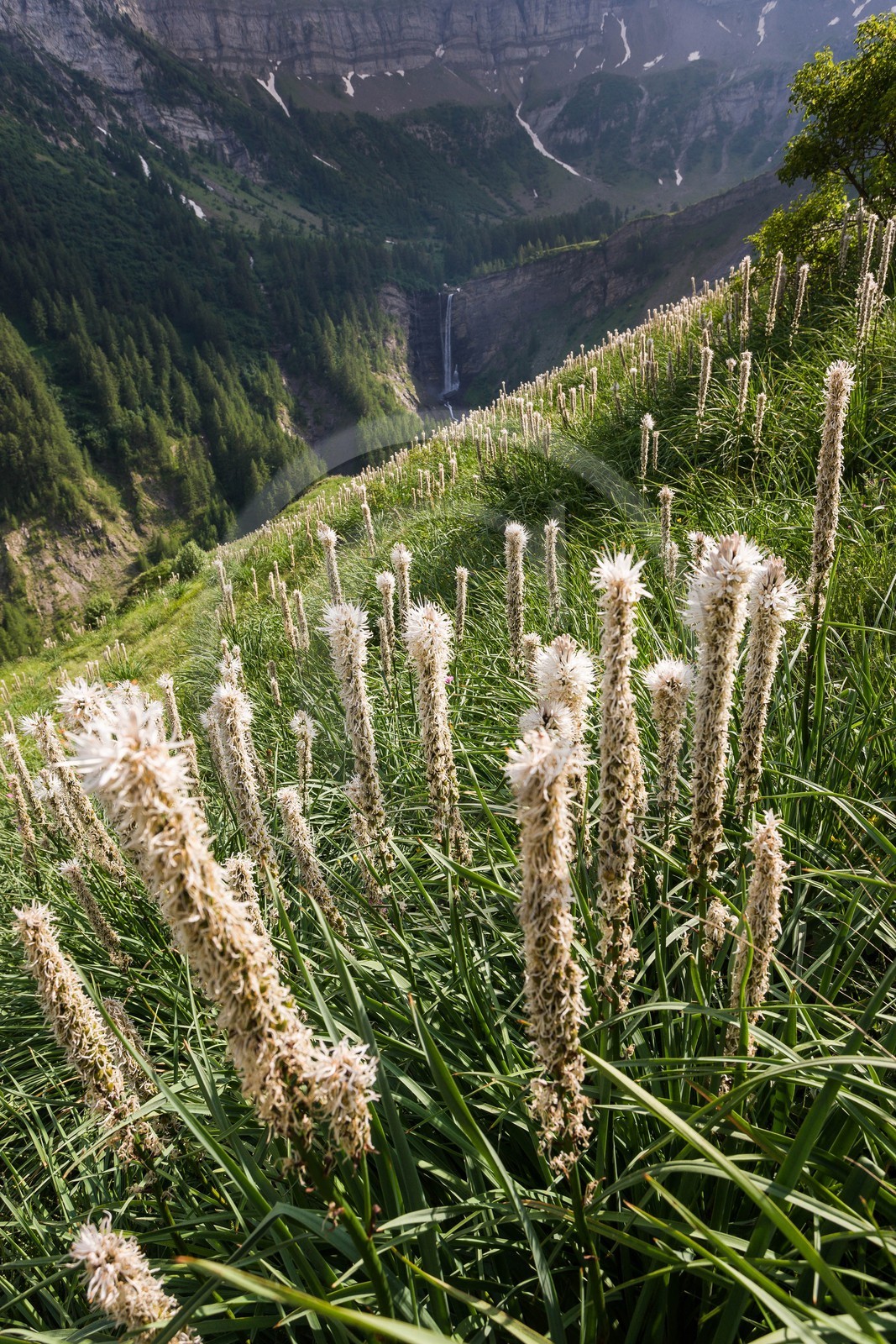 Asphodèle blanc, Asphodelus albus Asphodèle blanc, Asphodelus albus