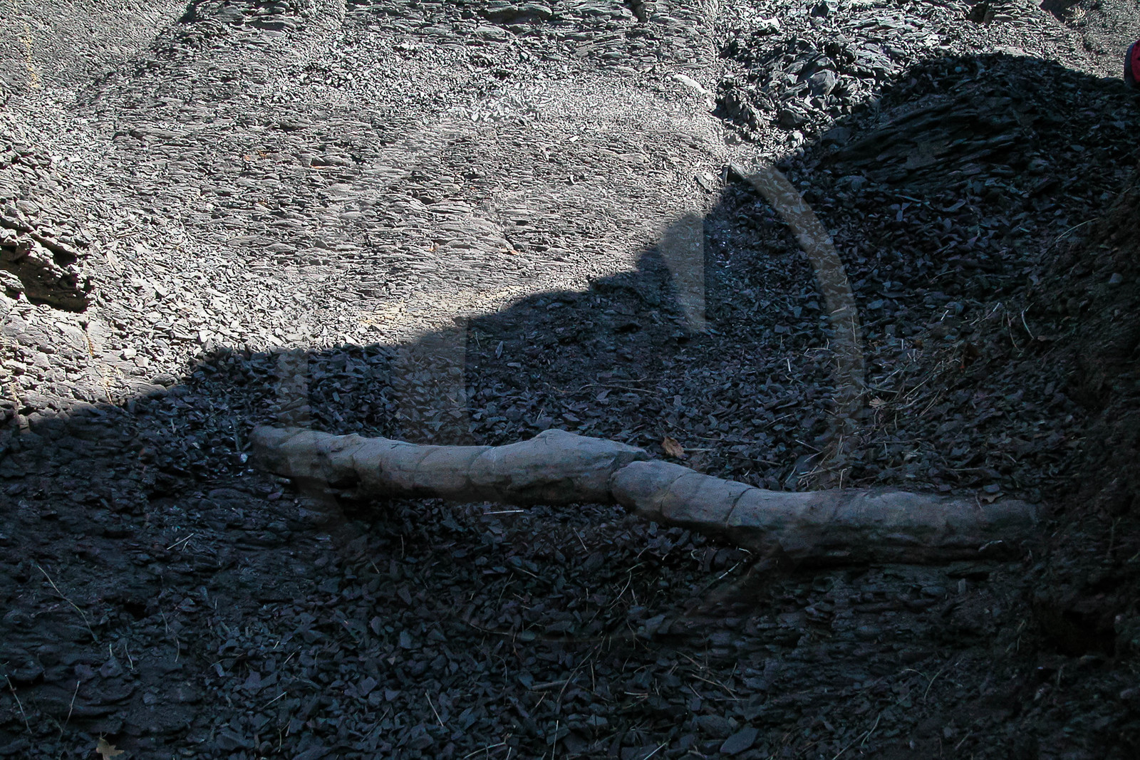 Dalle aux ammonites