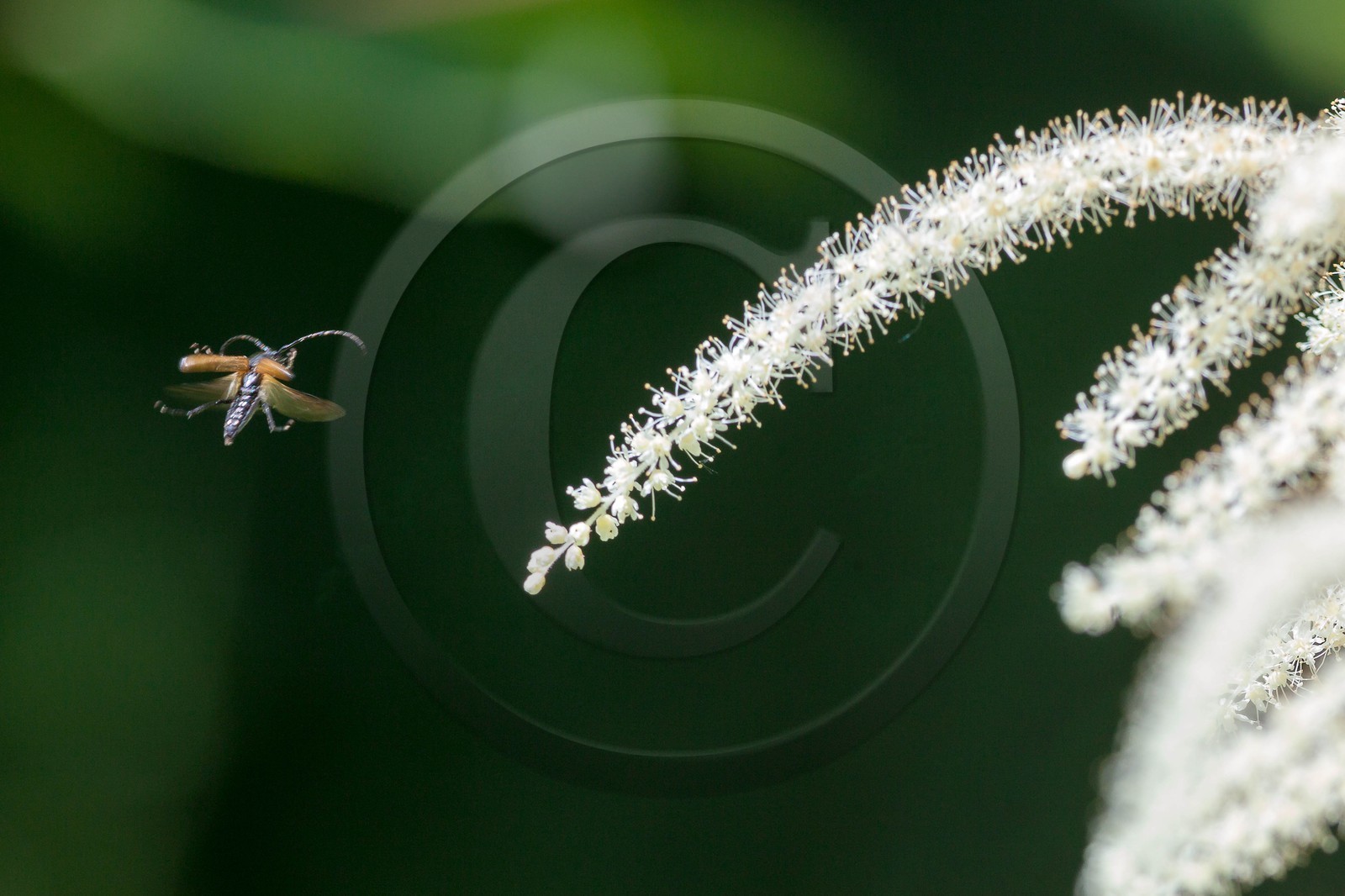 Barbe de bouc, Aruncus dioicus Barbe de bouc, Aruncus dioicus