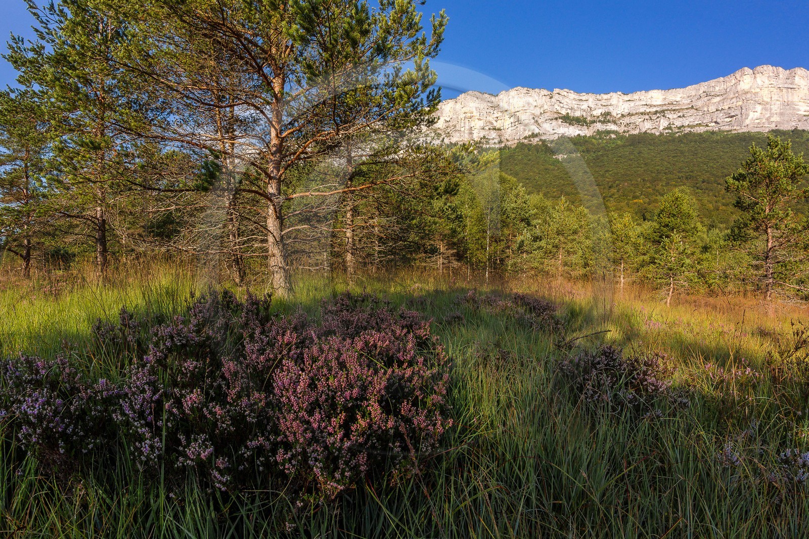 ENS de l'Isère,Tourbières du Peuil
