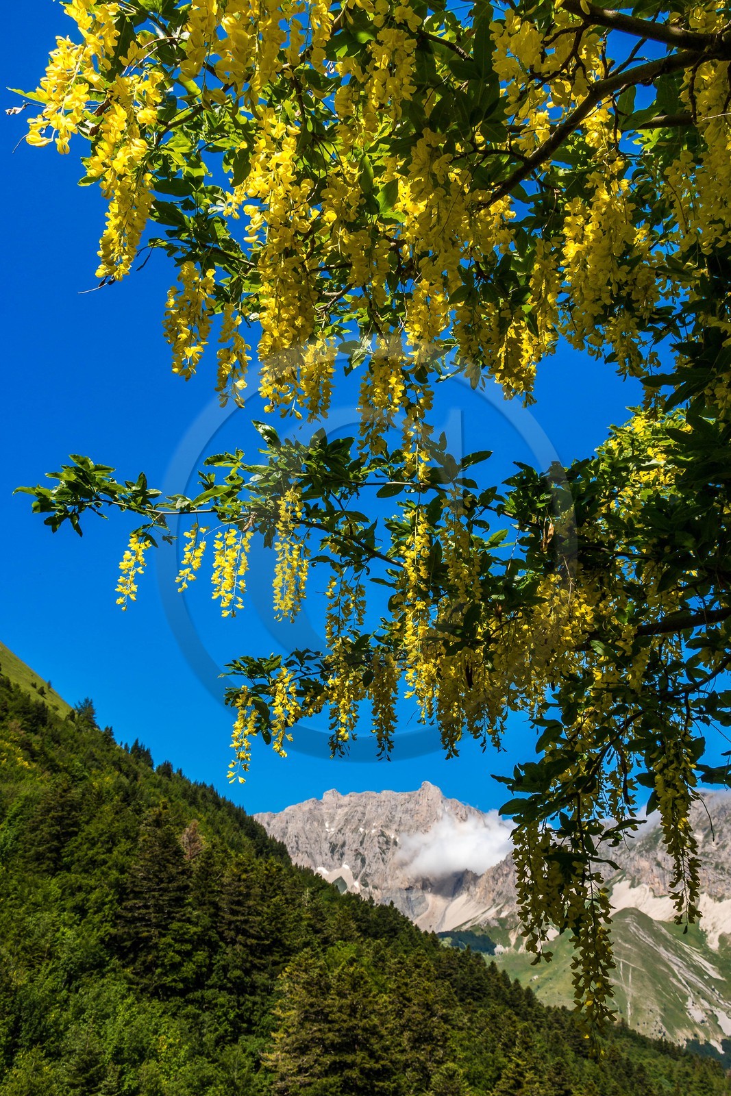 Bois du Chapitre, forêt domaniale de Gap-Chaudun Bois du Chapitre, forêt domaniale de Gap-Chaudun