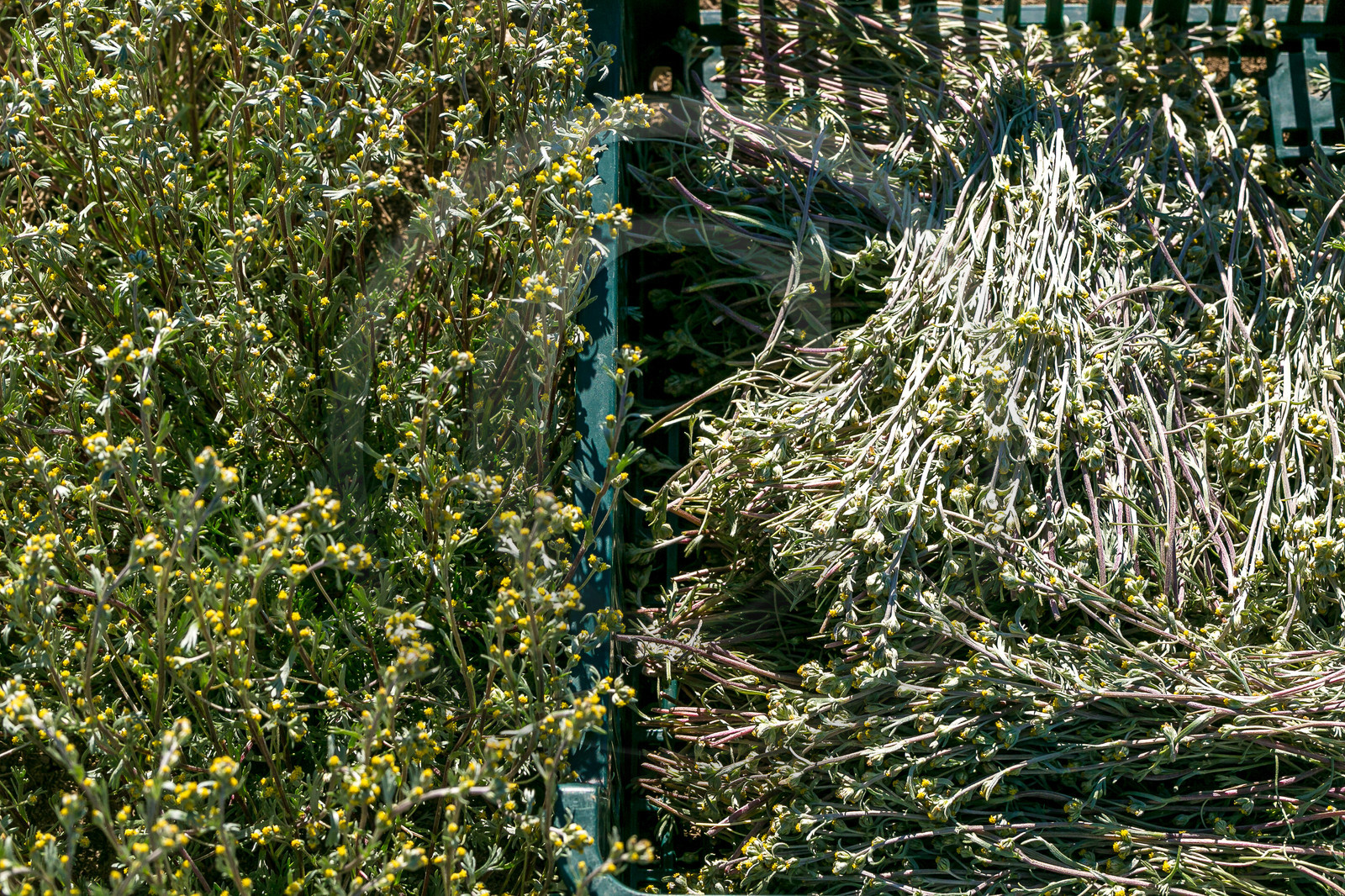 Bruno Gonnon, cultivateur de génépi bio Bruno Gonnon, cultivateur de génépi bio
