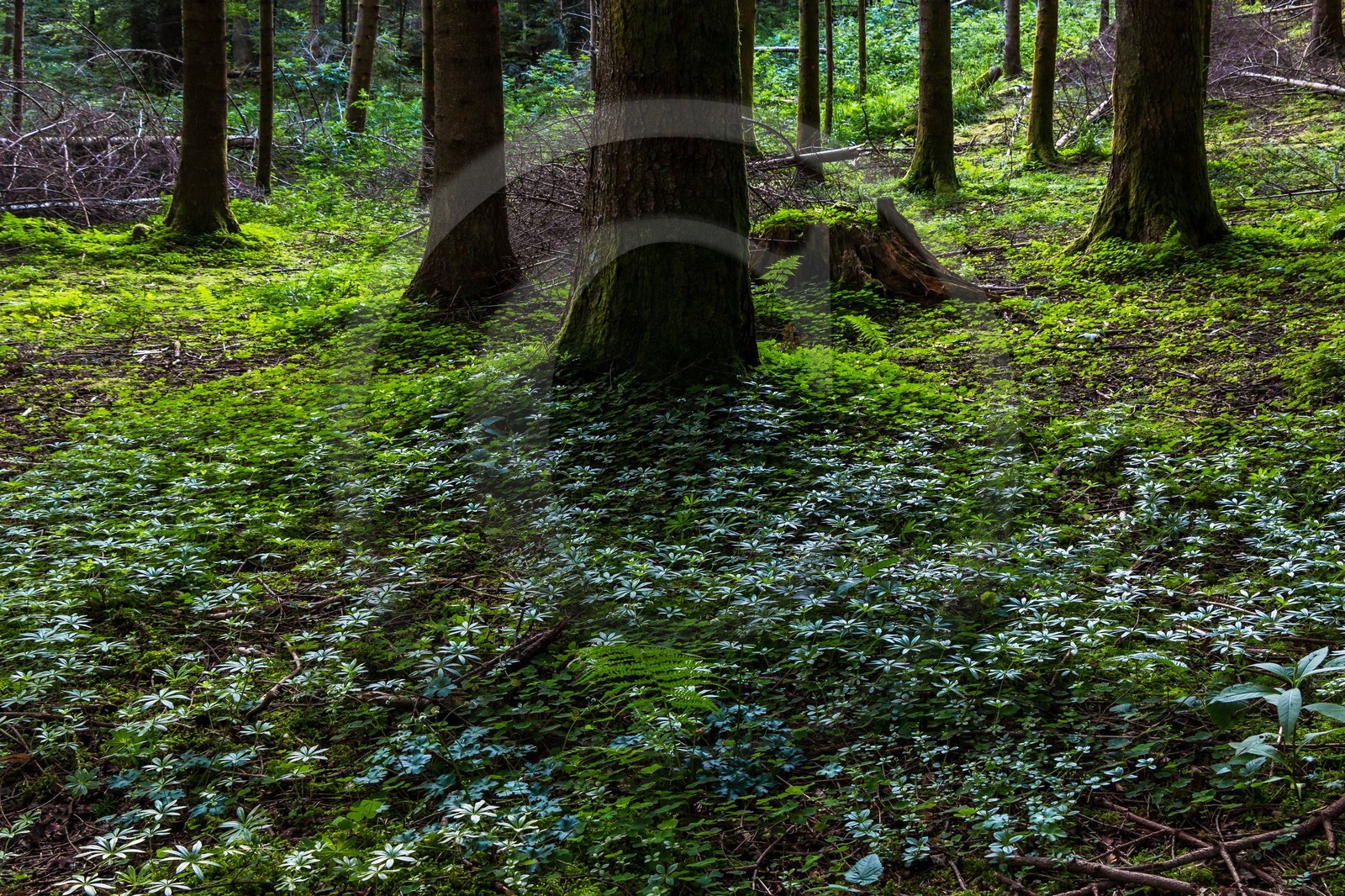 ENS de l'Isère, Marais des Seiglières