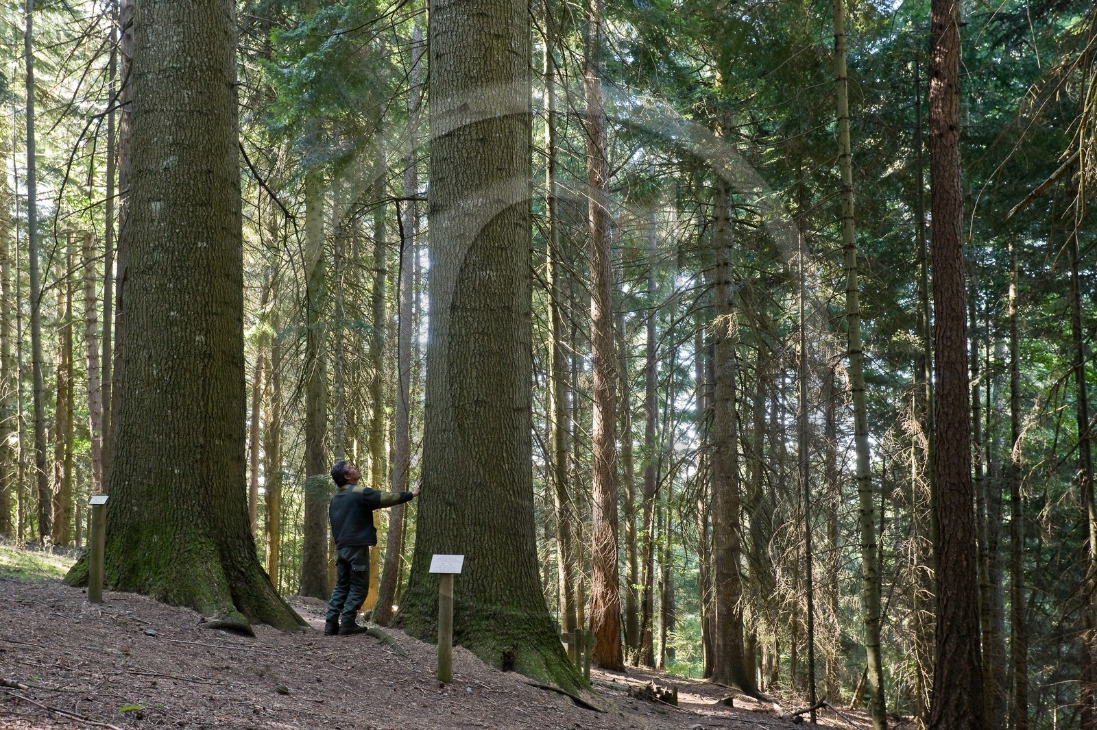 Parc national des Cévennes, forêt du Mont Aigoual, Les 2 géants de la Foux, Sapin de Vancouver, Abies Grandis Parc national des Cévennes, forêt du Mont Aigoual, Les 2 géants de la Foux, Sapin de Vancouver, Abies Grandis