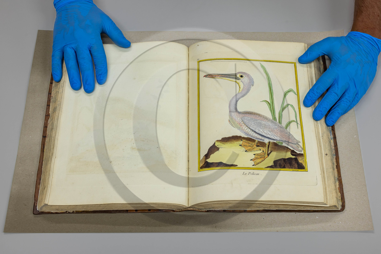 Musée Muséum départemental des Hautes-Alpes, Bibliothèque patrimoniale Olphe-Galliard