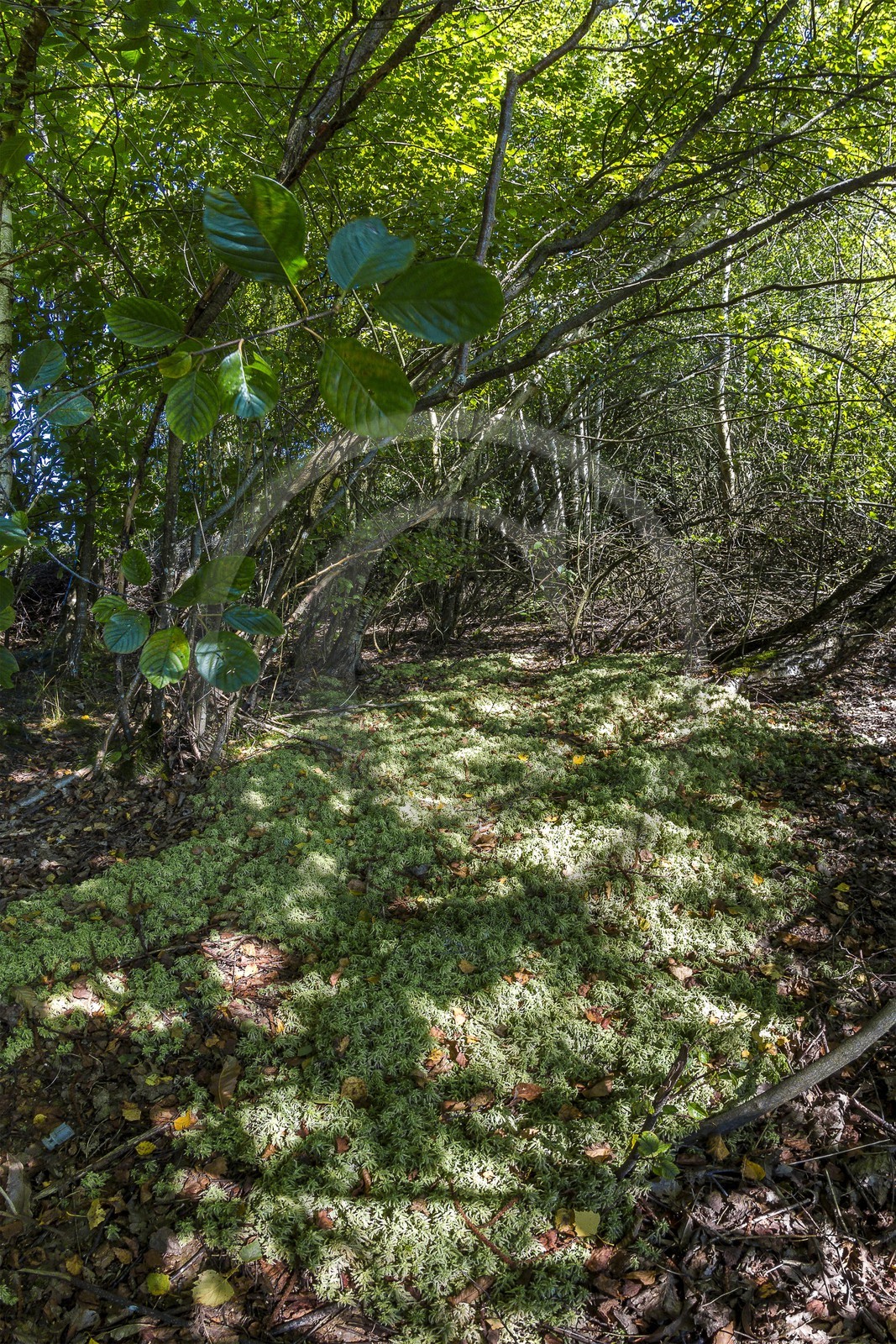 ENS de l'Isère, Etang des Béroudières