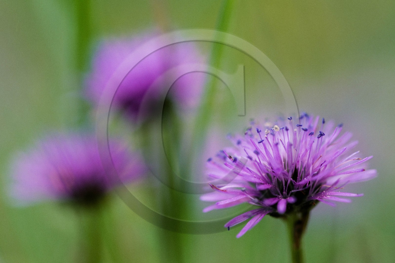Globulaire à feuilles en cœur, Globularia cordifolia