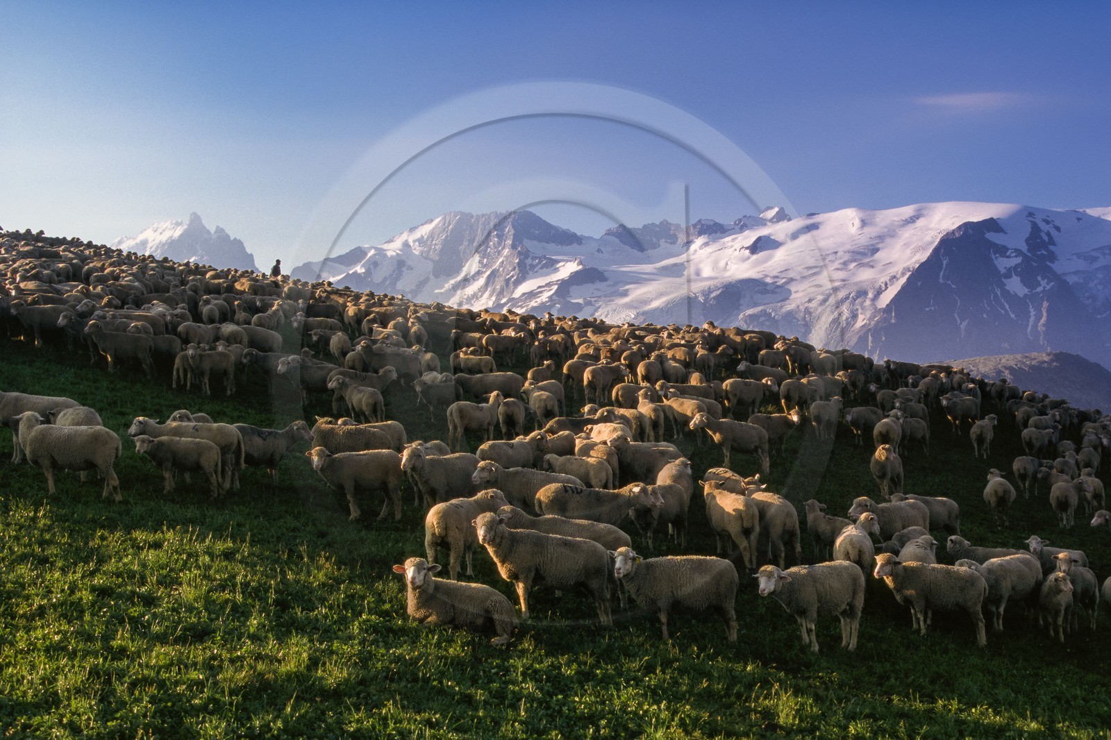 Alpage du plateau d'Emparis
