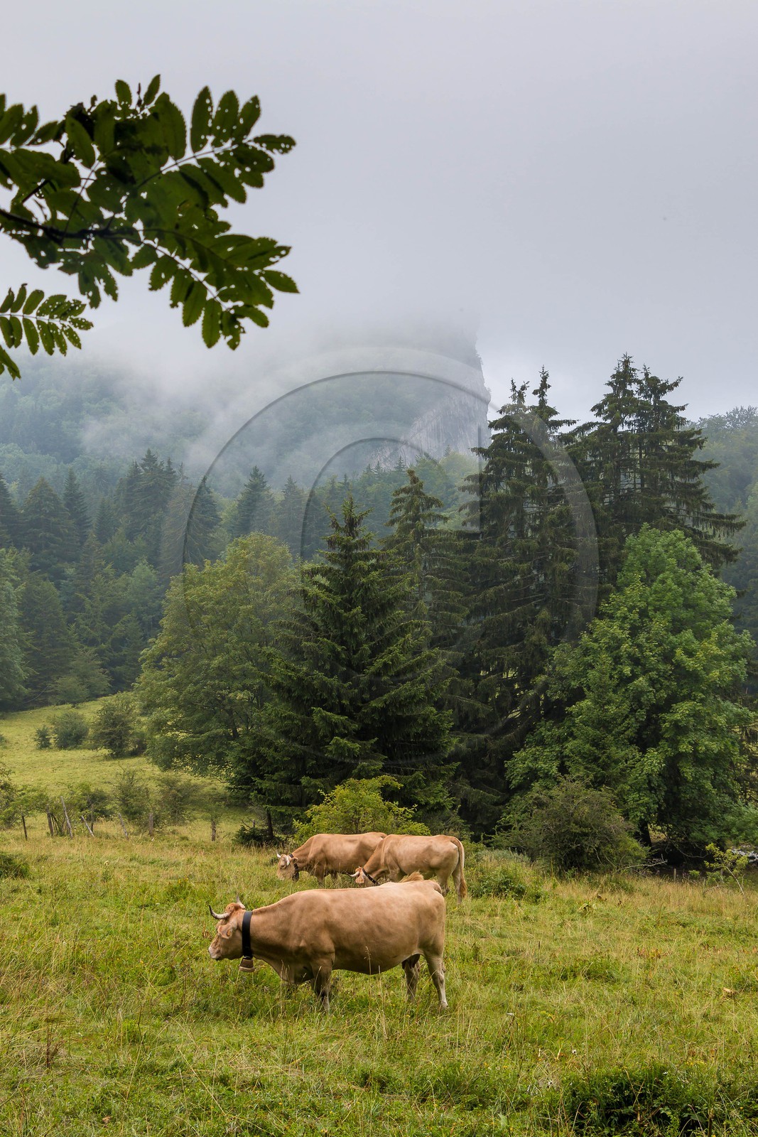 ENS de l'Isère, Les Ecouges, race bovine du Vercors la vilarde