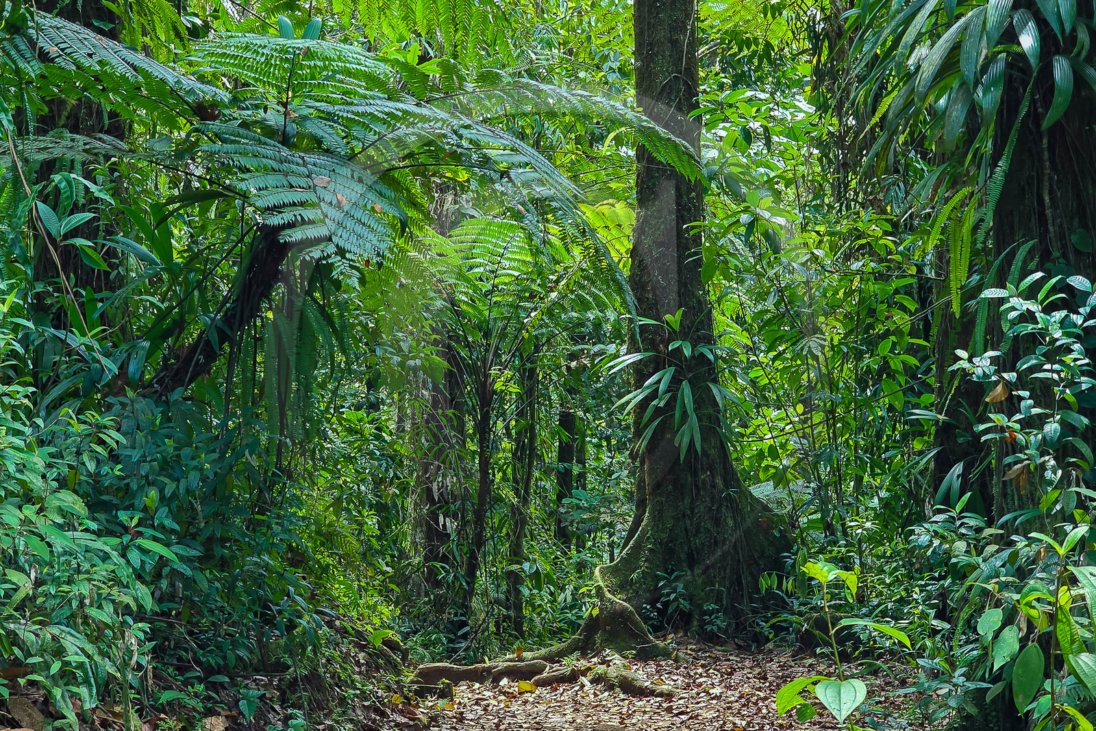 Forêt tropicale, Parc national de la Guadeloupe Forêt tropicale, Parc national de la Guadeloupe