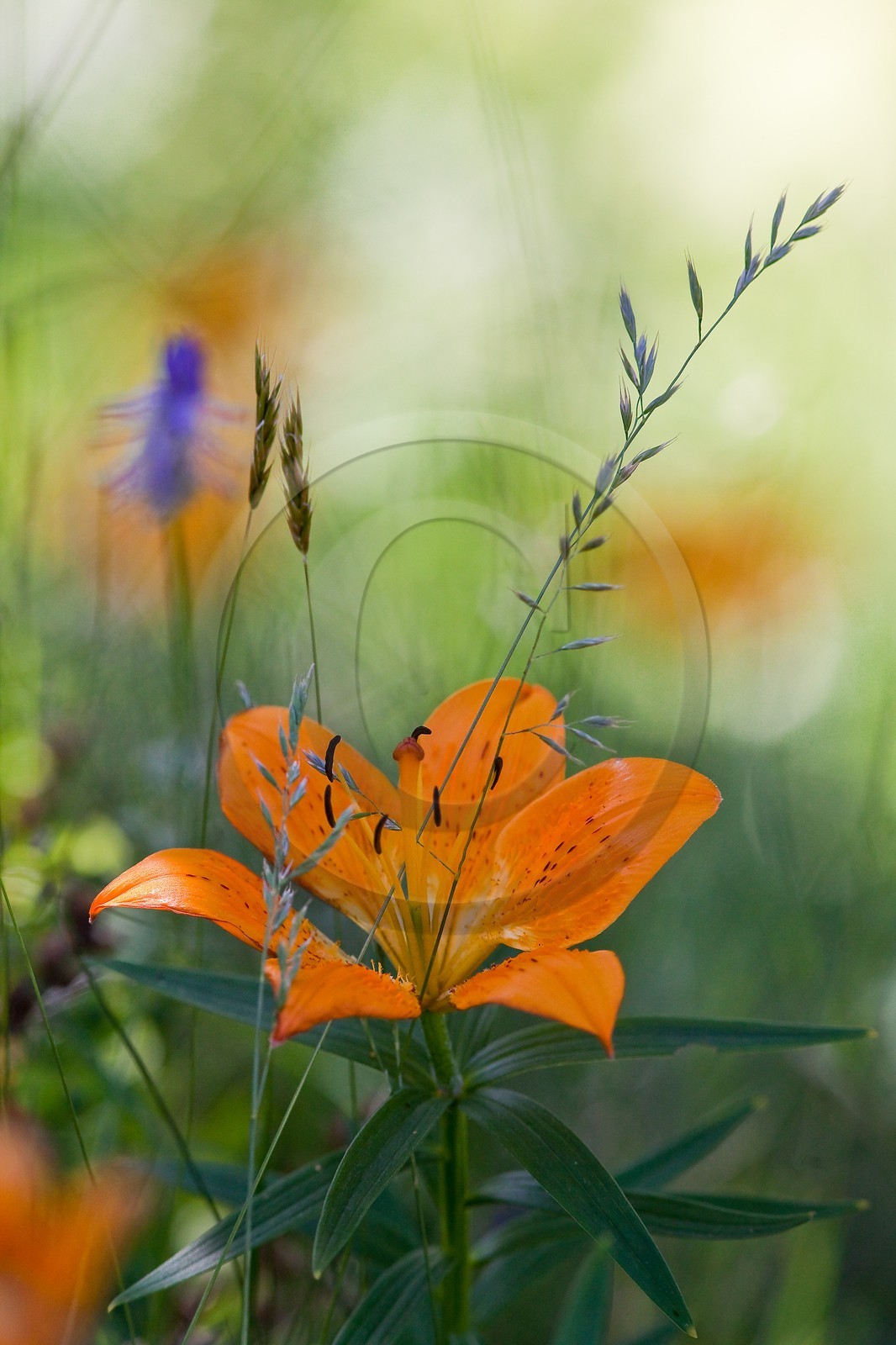 Lis orangé, Lilium bulbiferum subsp. croceum