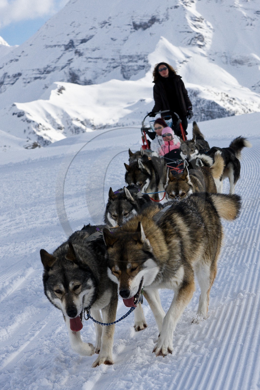 Chiens d'attelage