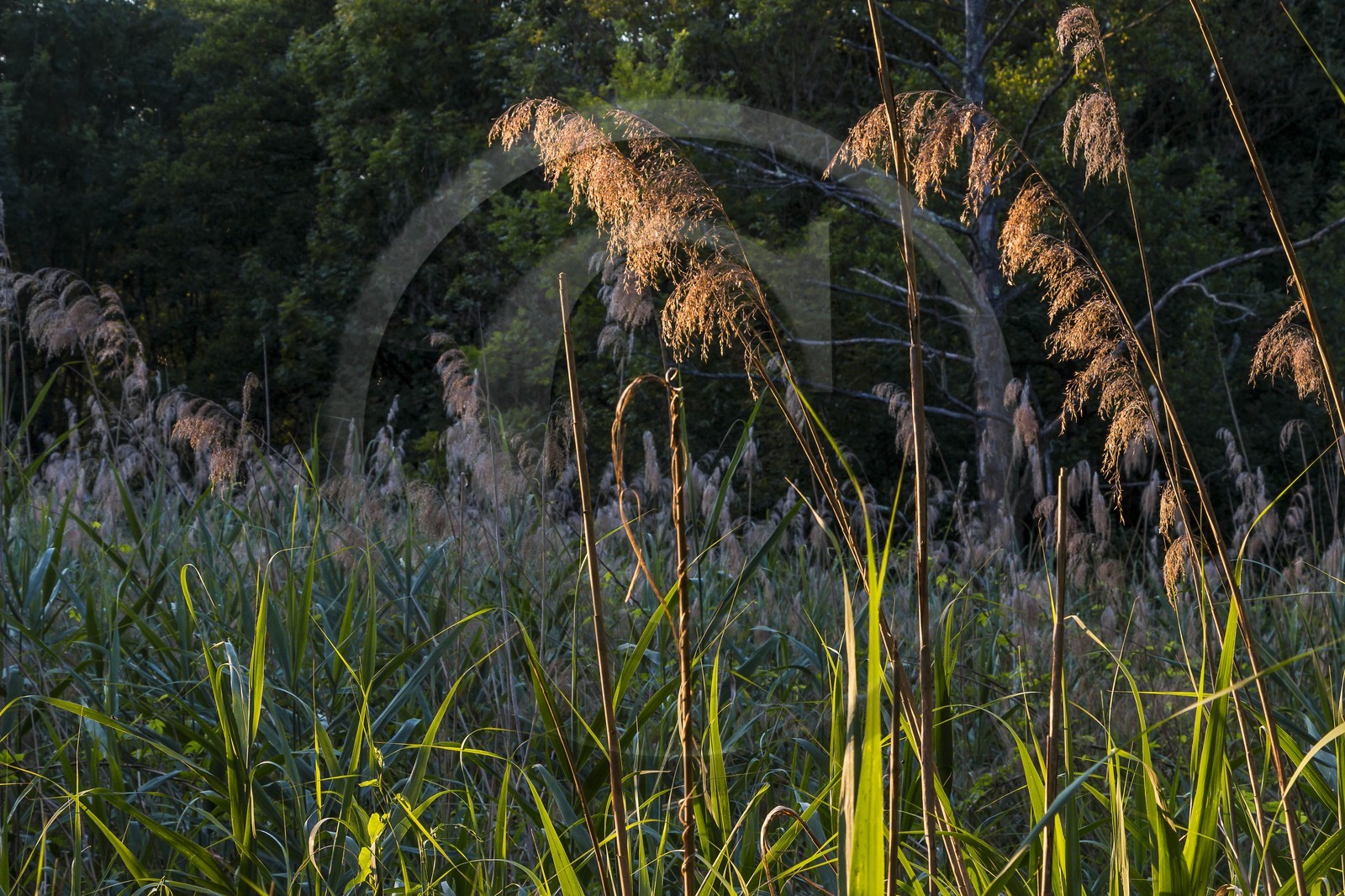 ENS de l'Isère, Prairies inondables de Pont-Évêque ENS de l'Isère, Prairies inondables de Pont-Évêque