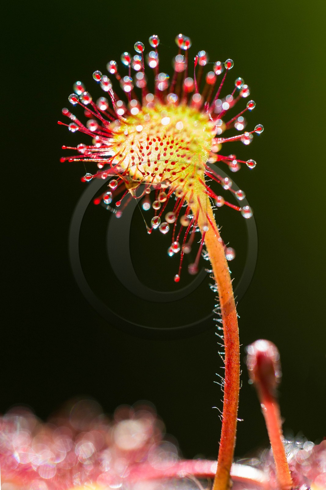 ENS de l'Isère, Tourbière des Planchettes, Rossolis à feuilles rondes (Drosera rotundifolia) ENS de l'Isère, Tourbière des Planchettes, Rossolis à feuilles rondes (Drosera rotundifolia)