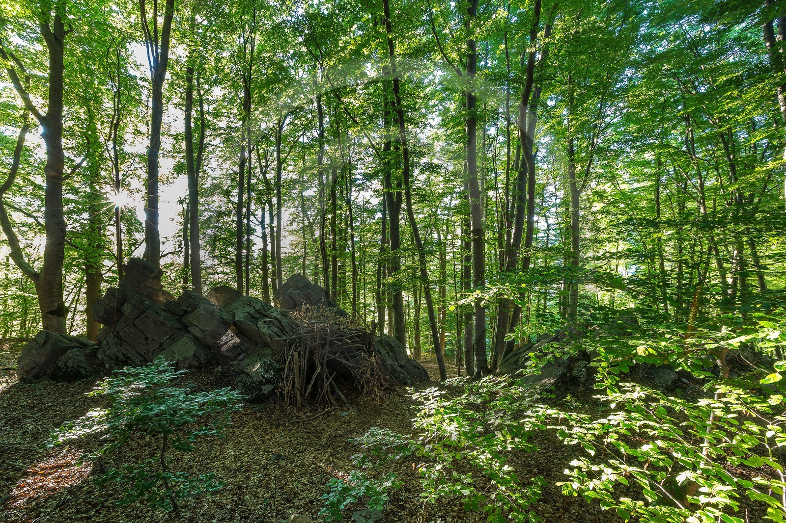 Alpes de Haute-Provence, hêtraie de Pontis Alpes de Haute-Provence, hêtraie de Pontis