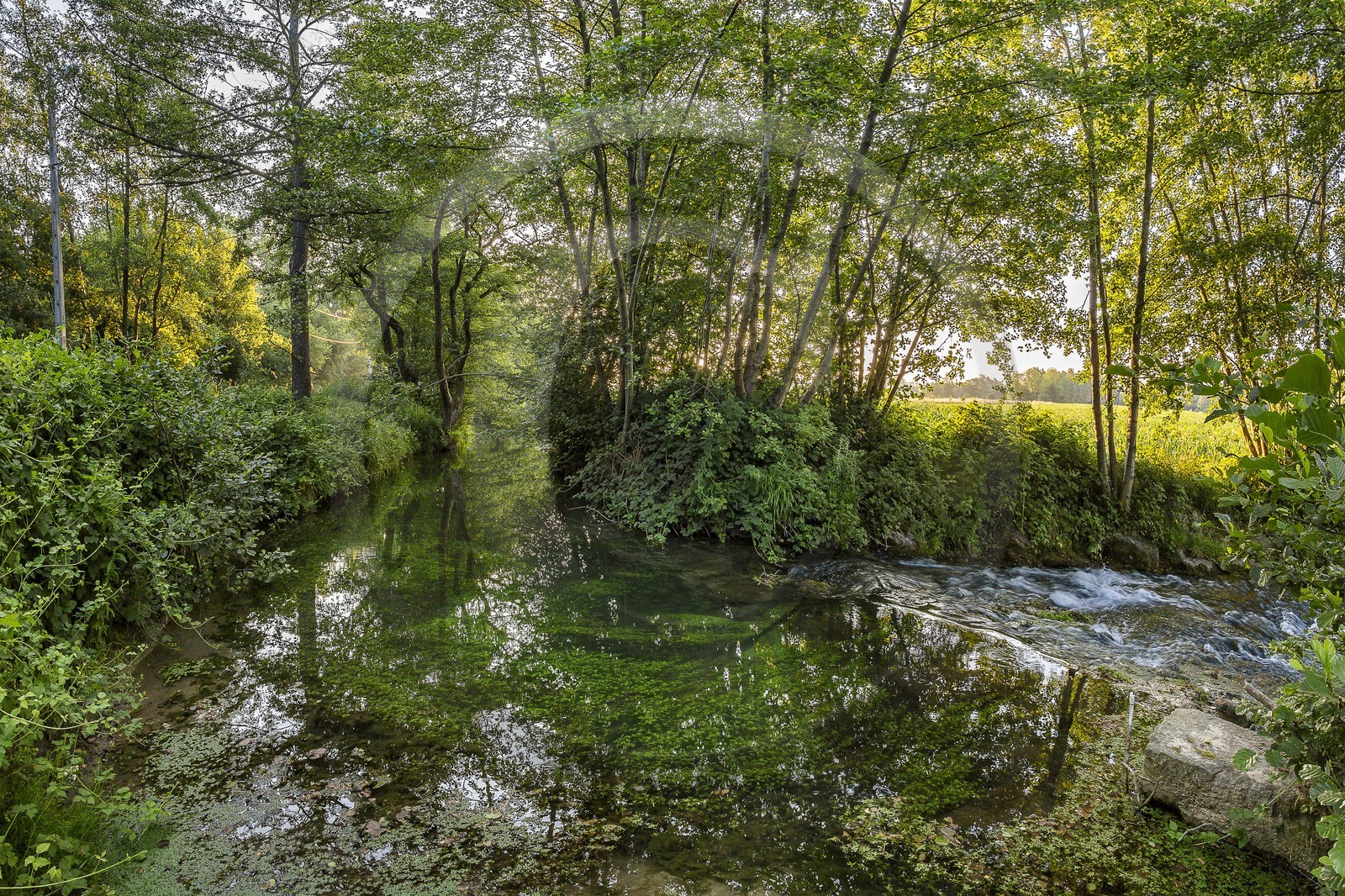 ENS de l'Isère, Prairies inondables de Pont-Évêque ENS de l'Isère, Prairies inondables de Pont-Évêque