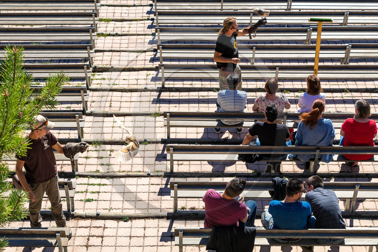 Parc animalier de Serre-Ponçon, Chouette effraie (Tyto alba) Parc animalier de Serre-Ponçon, Chouette effraie (Tyto alba)