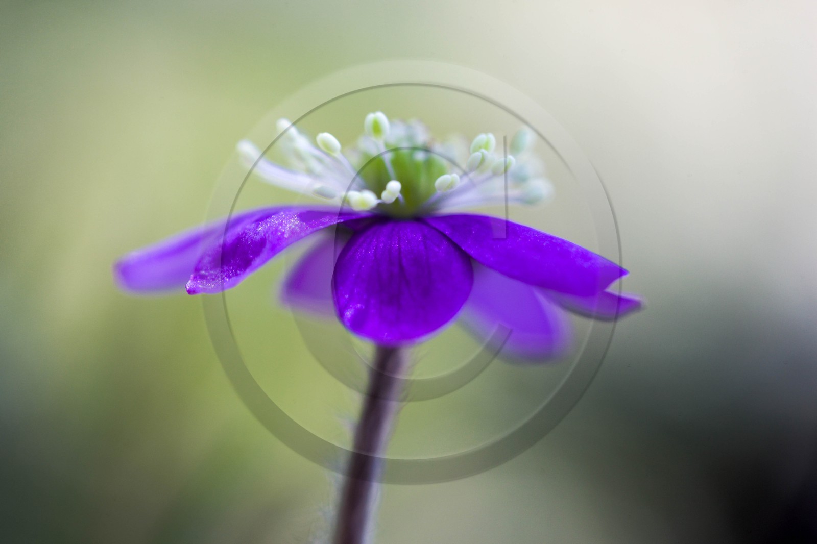 Hépatique noble, Hepatica nobilis