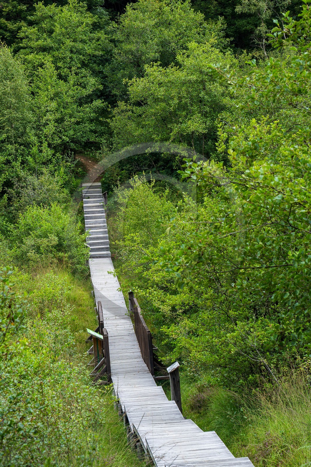 ENS de l'Isère, Tourbière des Planchettes ENS de l'Isère, Tourbière des Planchettes