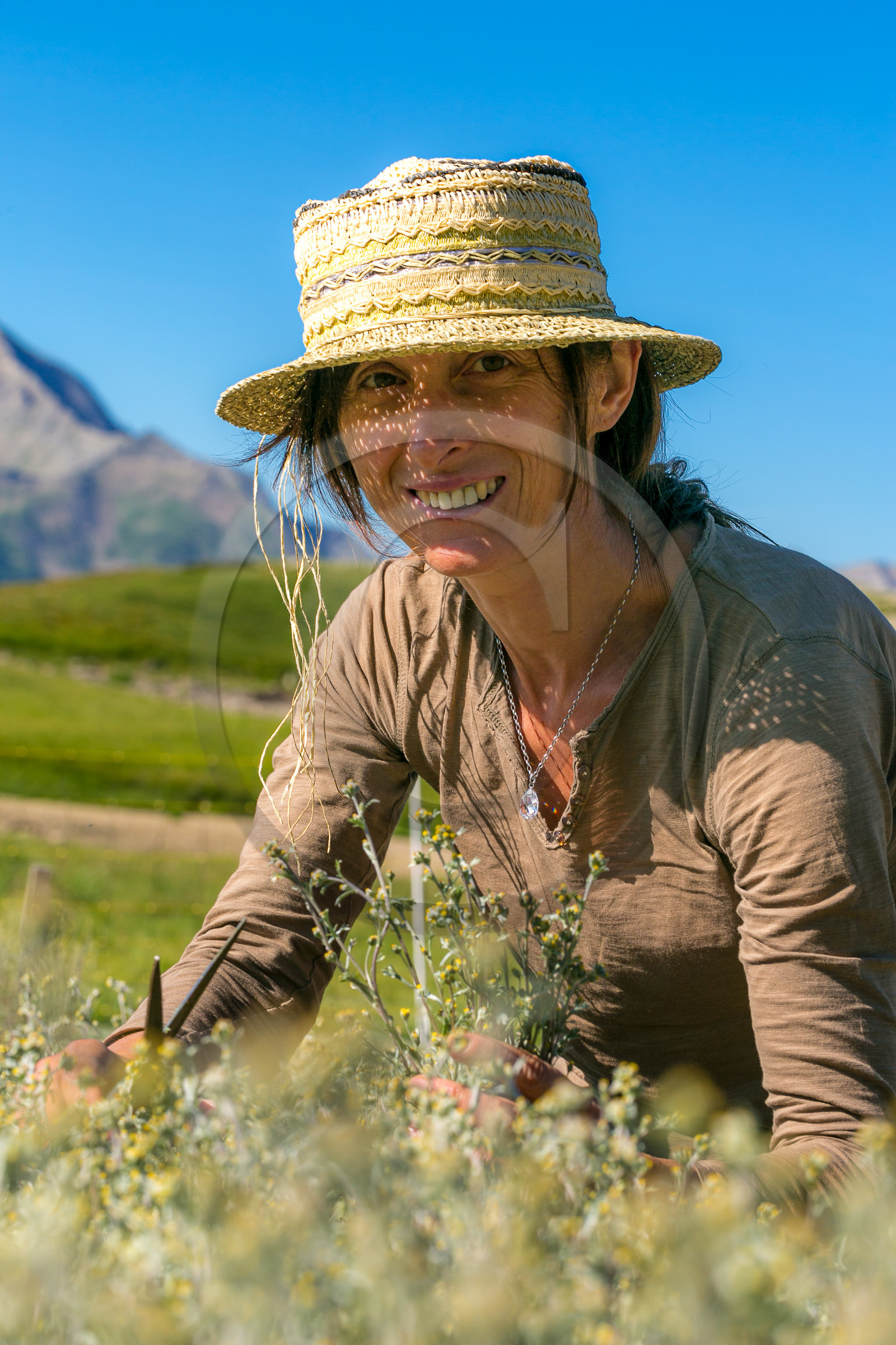 Bruno Gonnon, cultivateur de génépi bio