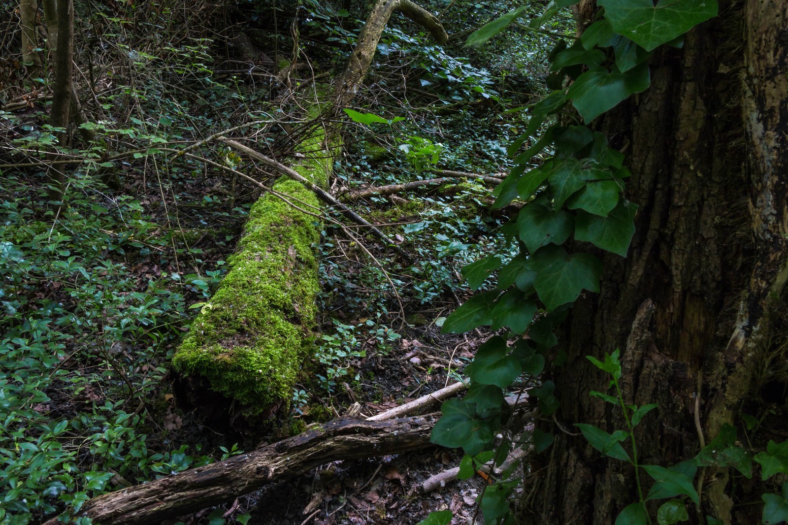 ENS de l'Isère, bois de la Bâtie