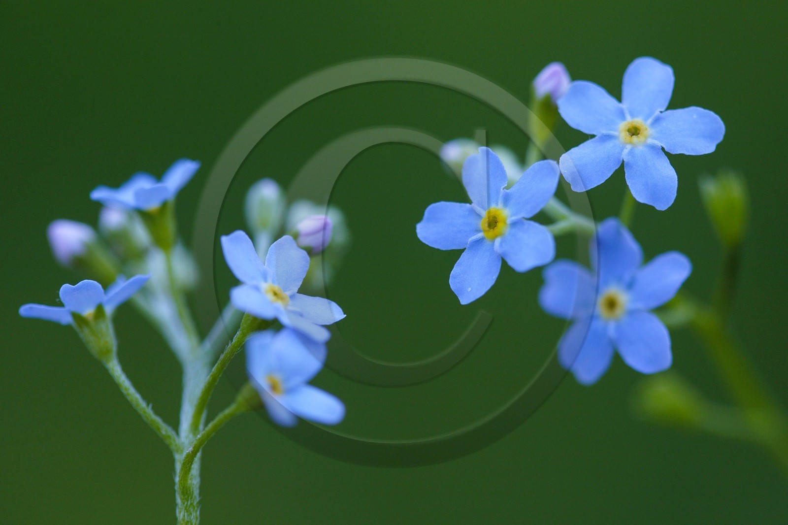 Myosotis
