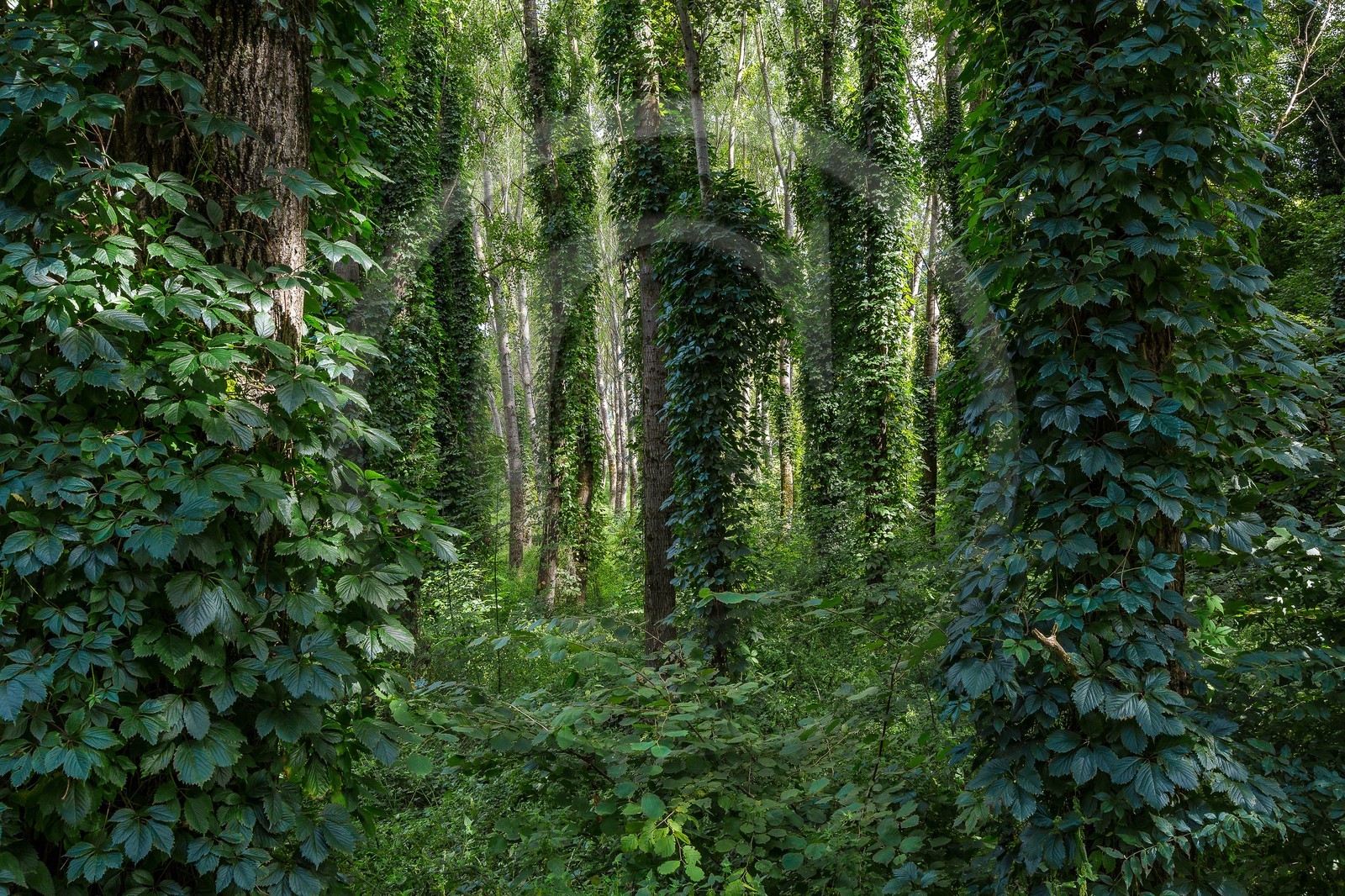ENS de l'Isère, Boucle des Moïles ENS de l'Isère, Boucle des Moïles