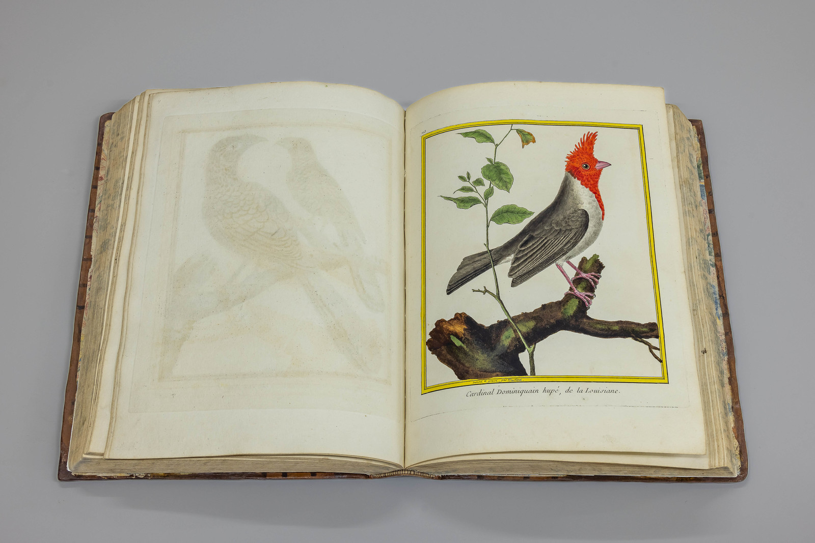 Musée Muséum départemental des Hautes-Alpes, Bibliothèque patrimoniale Olphe-Galliard