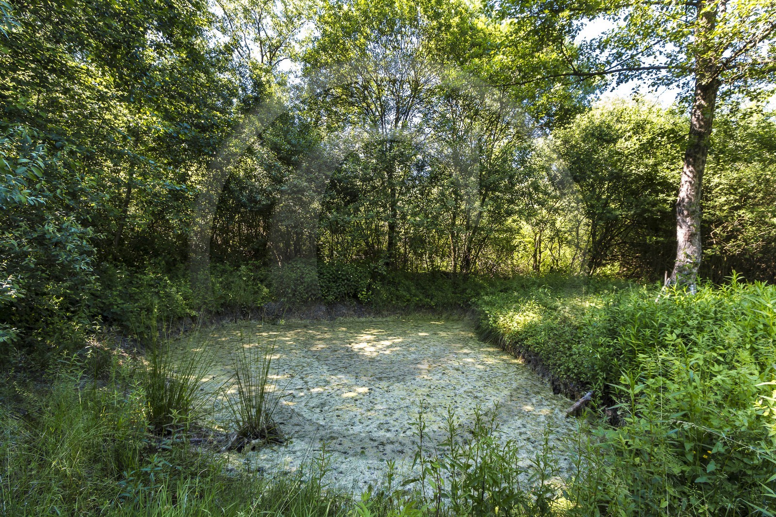 ENS de l'Isère, Marais de Montfort ENS de l'Isère, Marais de Montfort