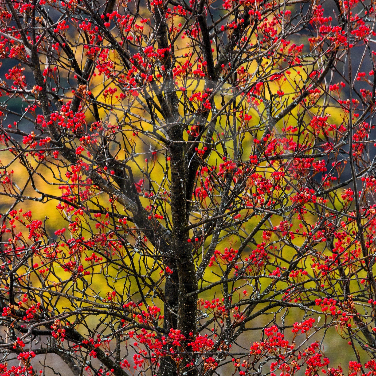 Col d'Ornon, sorbier des oiseleurs (Sorbus aucuparia L.)