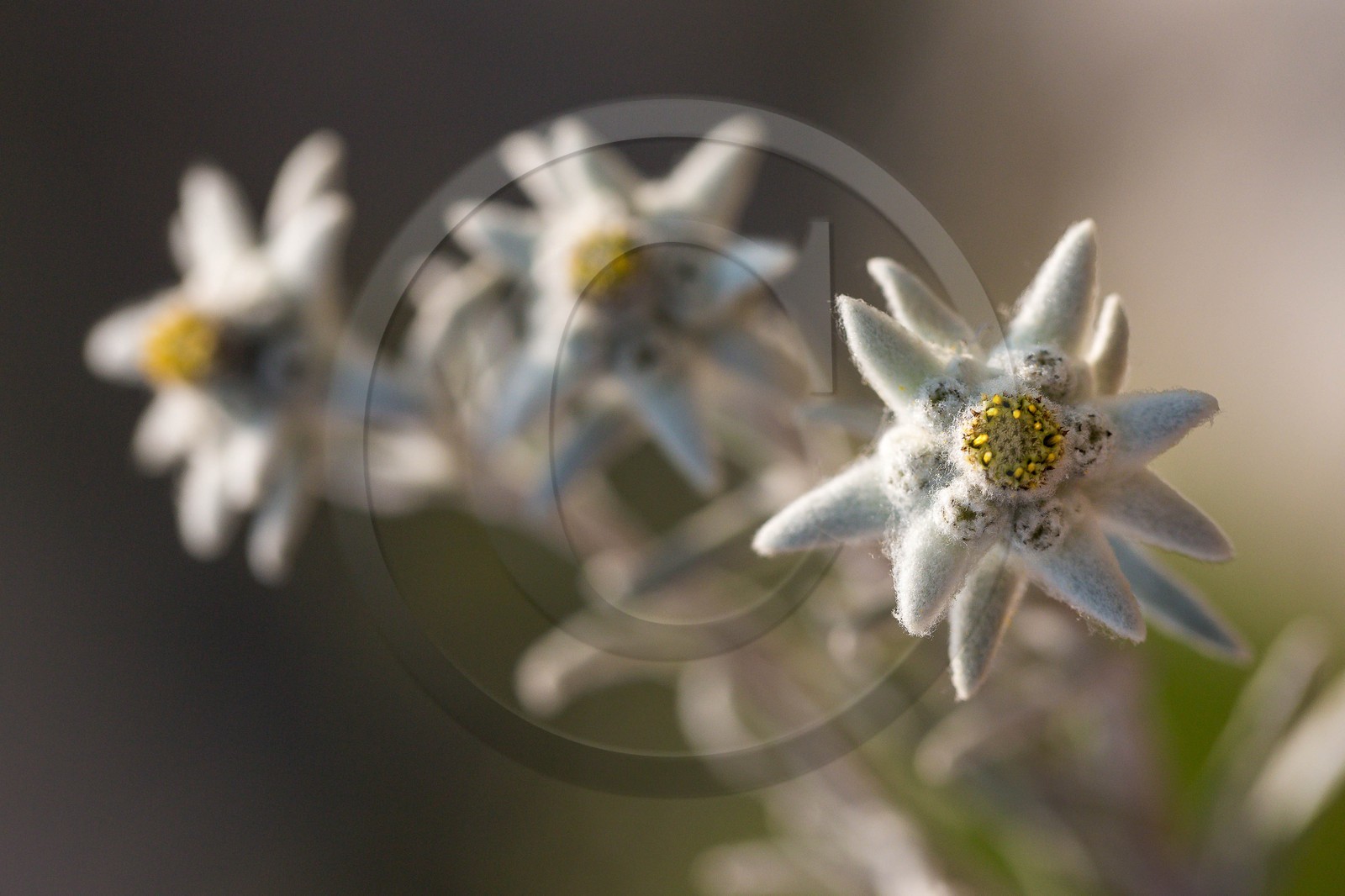 Edelweiss, Leontopodium alpinum Edelweiss, Leontopodium alpinum