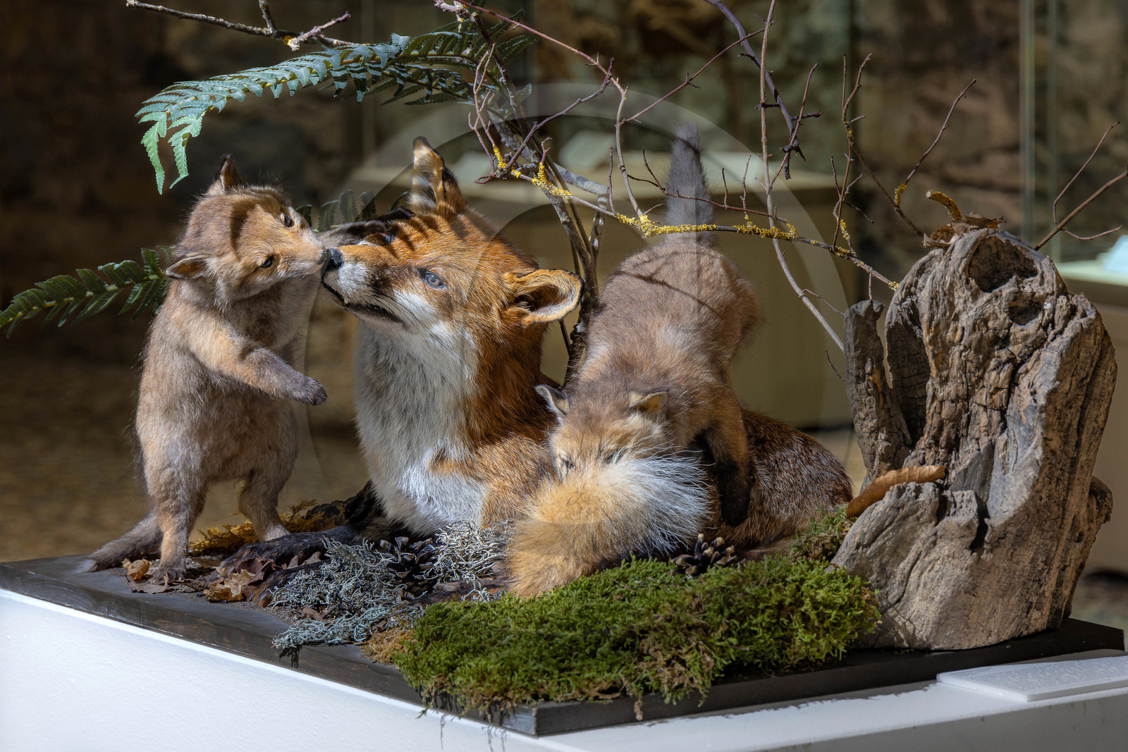 Musée Muséum départemental des Hautes-Alpes, collections d’animaux naturalisés