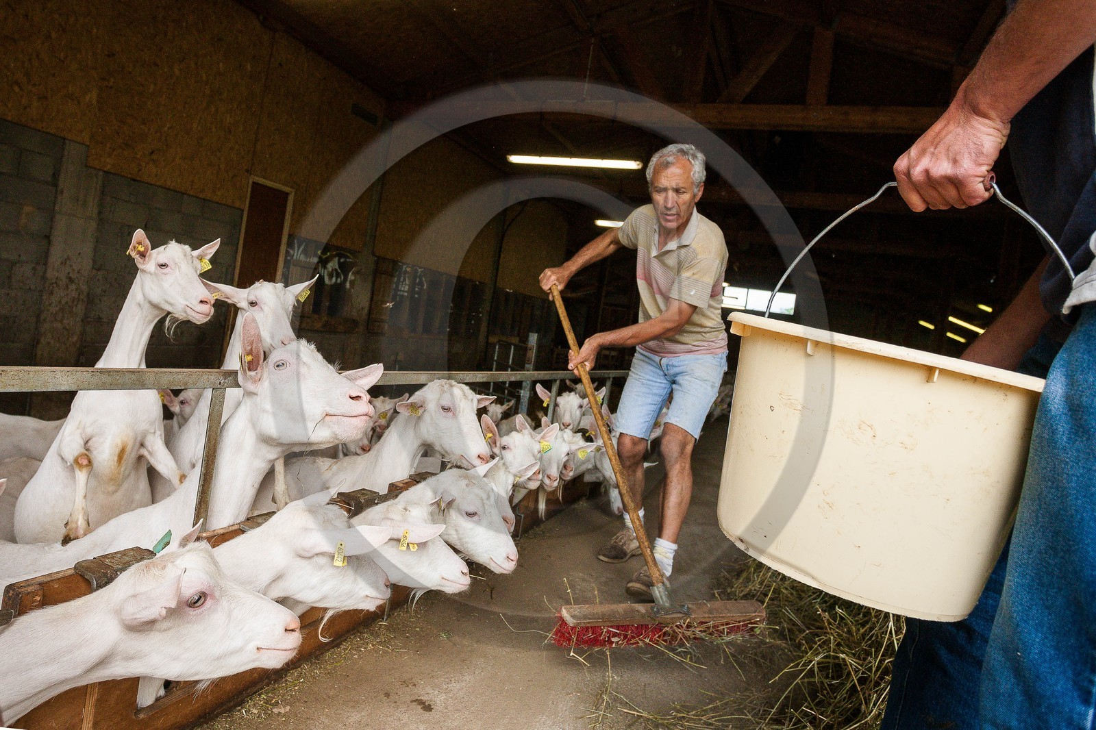 Jean-François Escallier avec son père, éléveurs chèvres