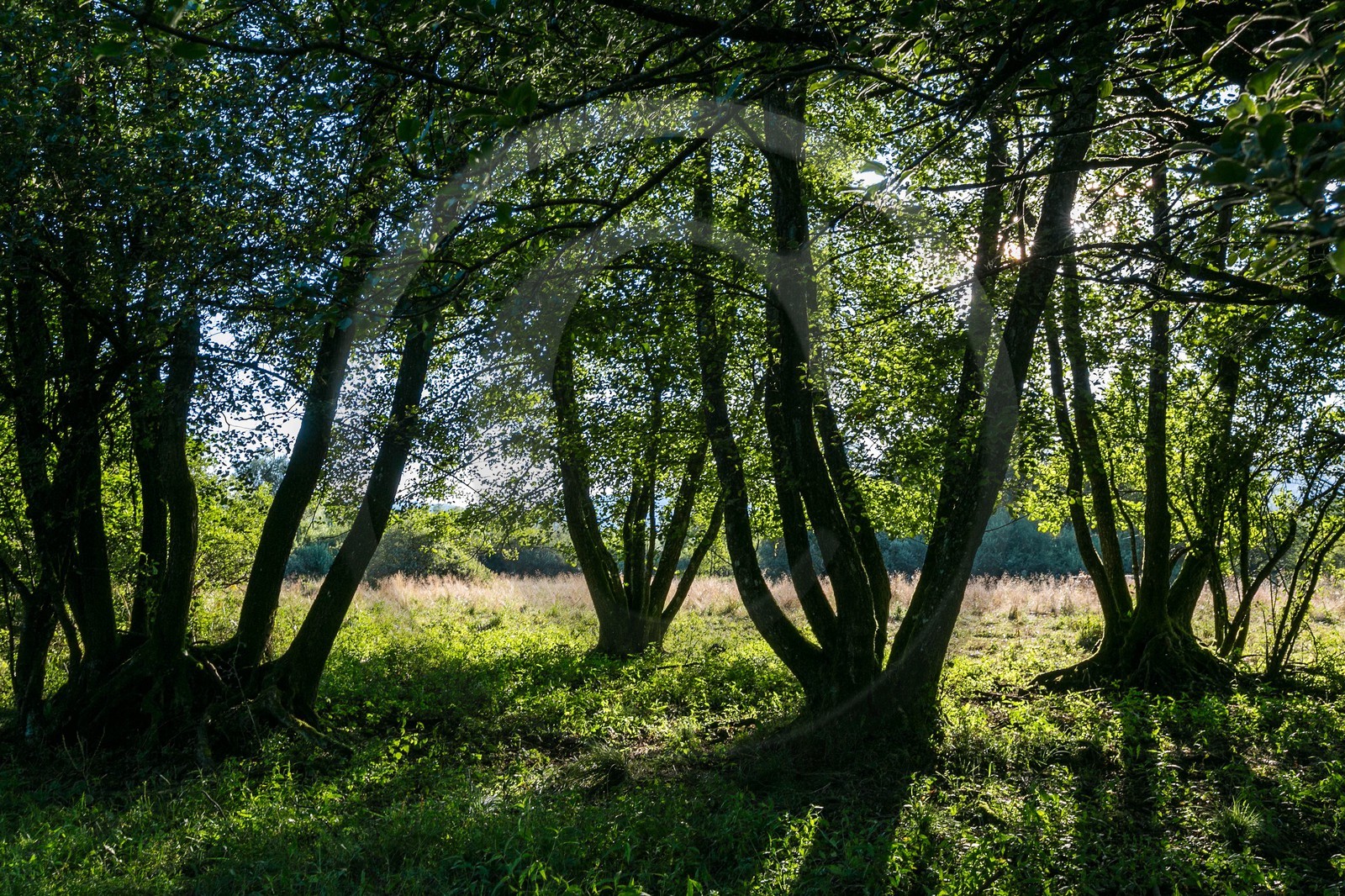 ENS de l'Isère, Tourbières de l'Herretang ENS de l'Isère, Tourbières de l'Herretang