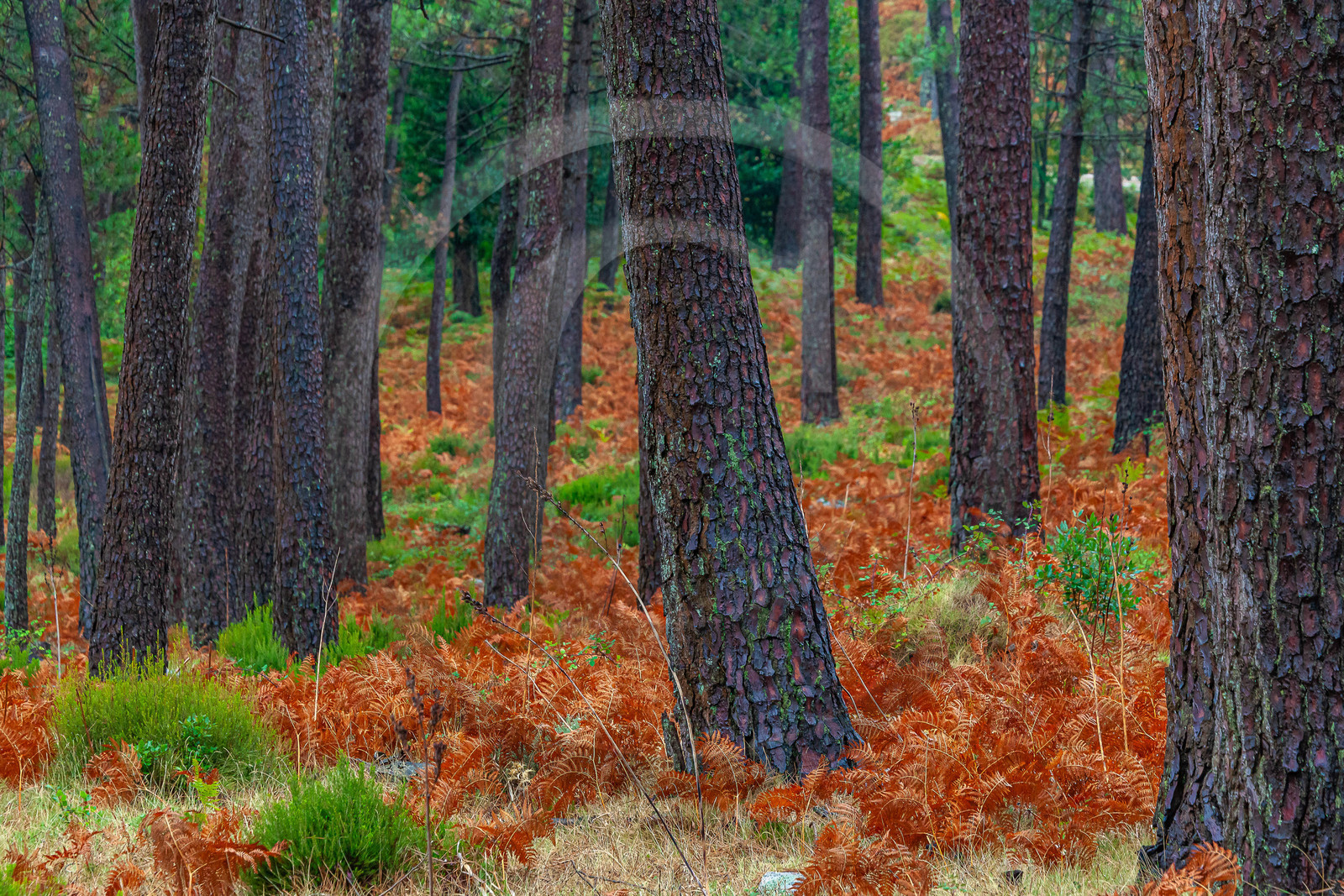 Forêt de l'Ospedale, Pins laricio de Corse